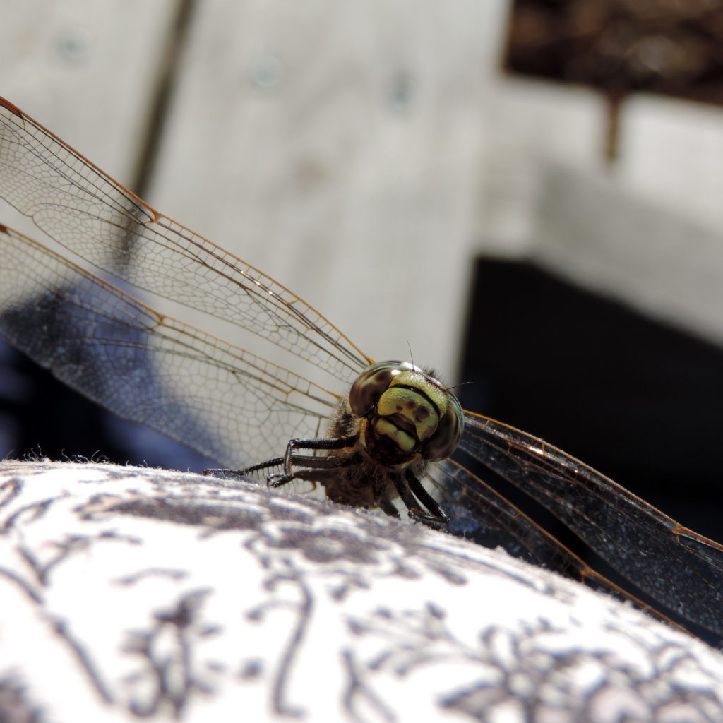 Valokuvaaja: Helena Sytelä