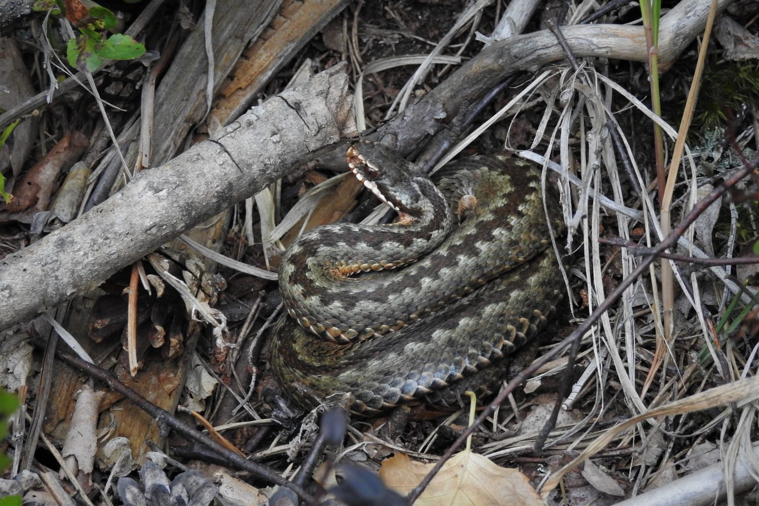 Valokuvaaja: Maarit Siitonen