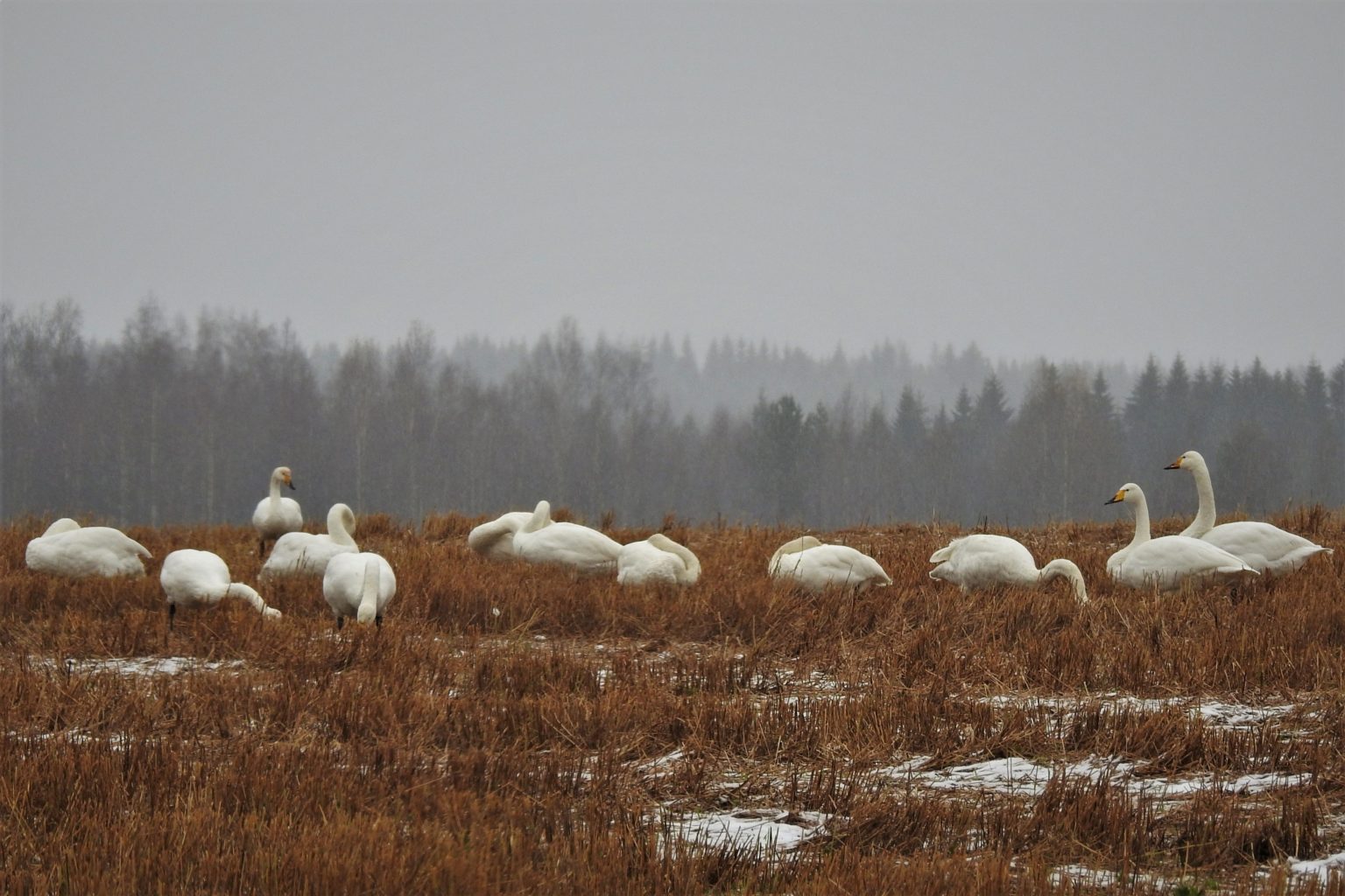 Valokuvaaja: Maarit Siitonen Valokuvaaja: Maarit Siitonen
