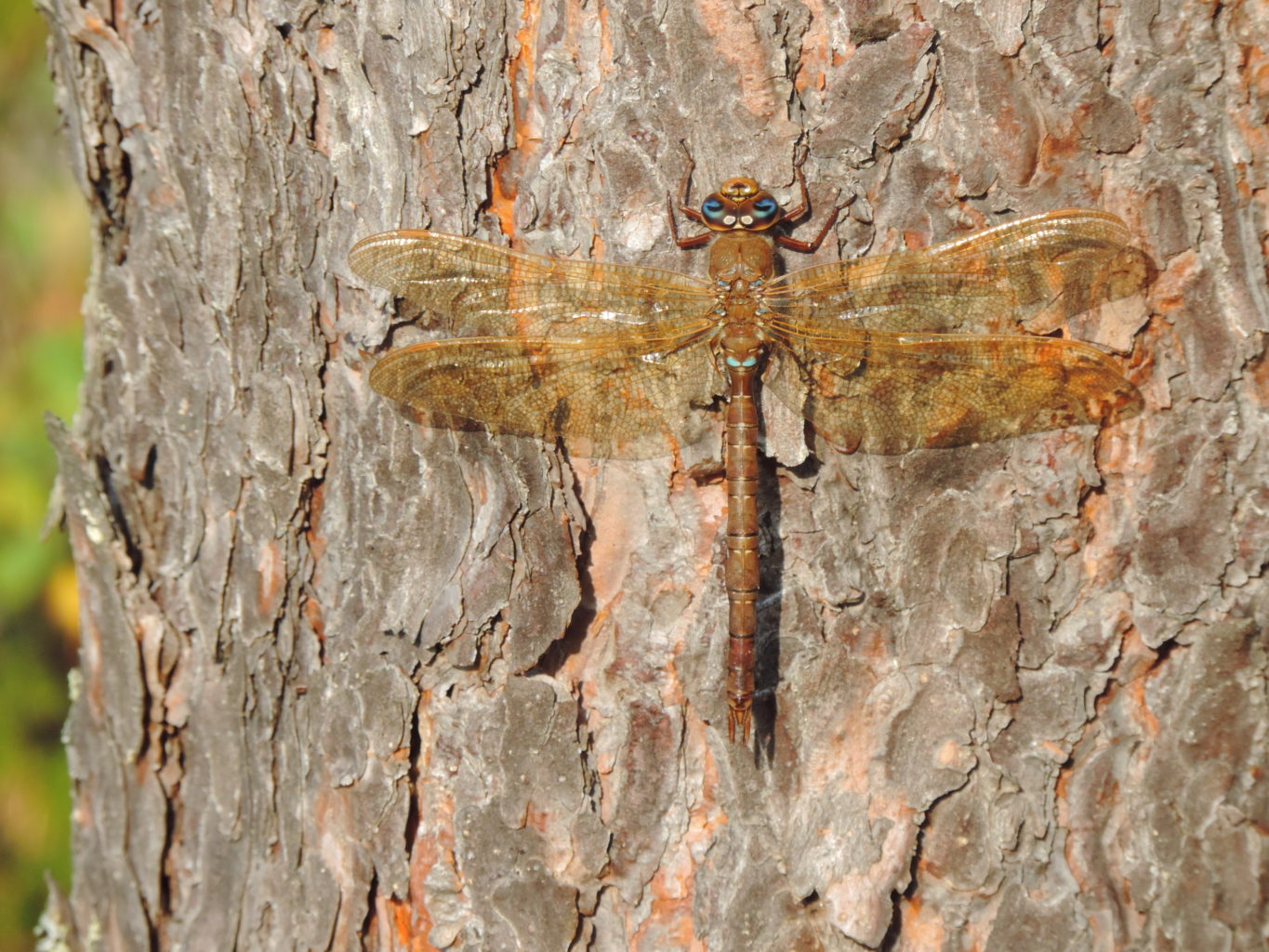Valokuvaaja: Helena Sytelä
