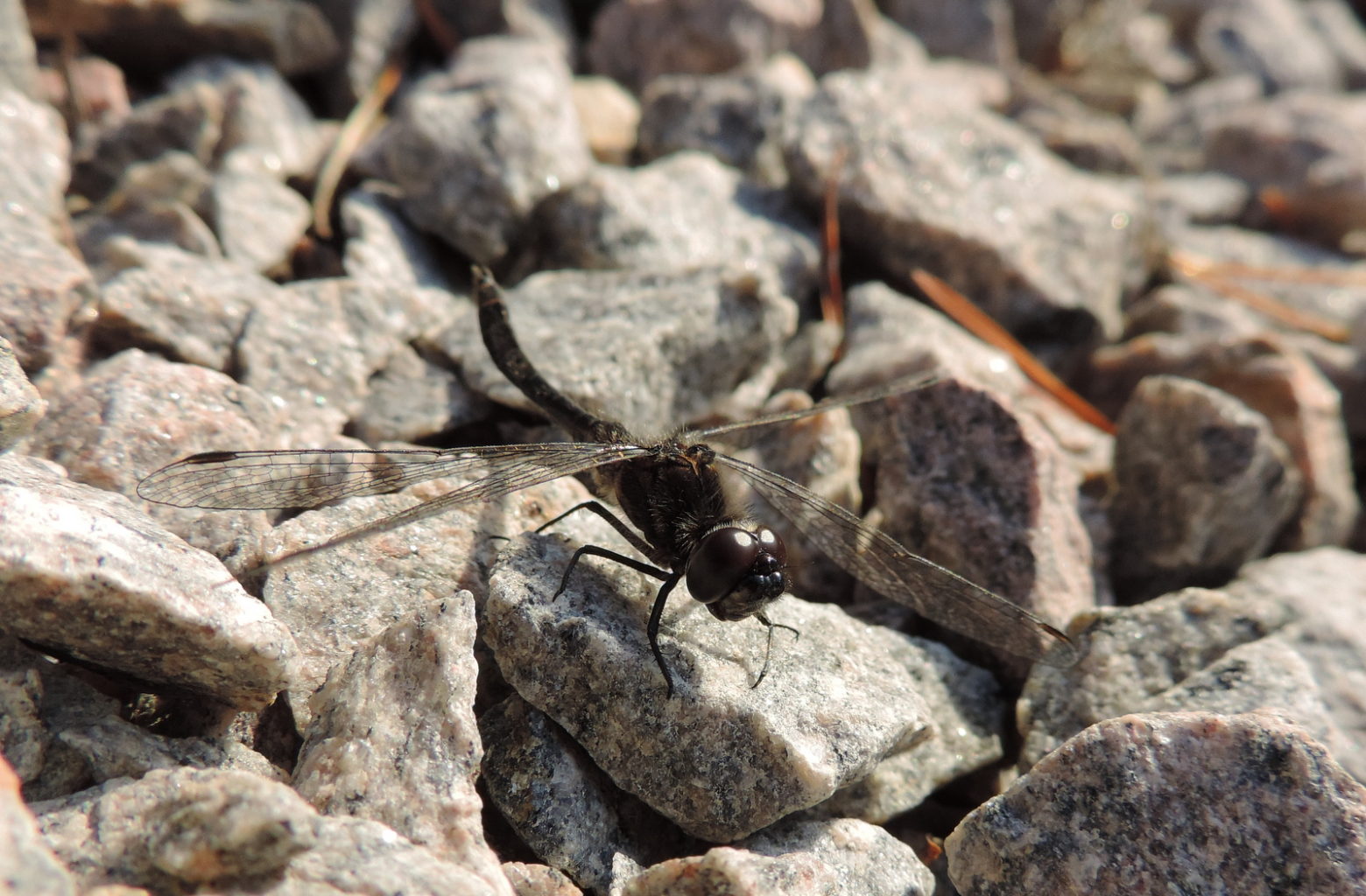 Valokuvaaja: Helena Sytelä