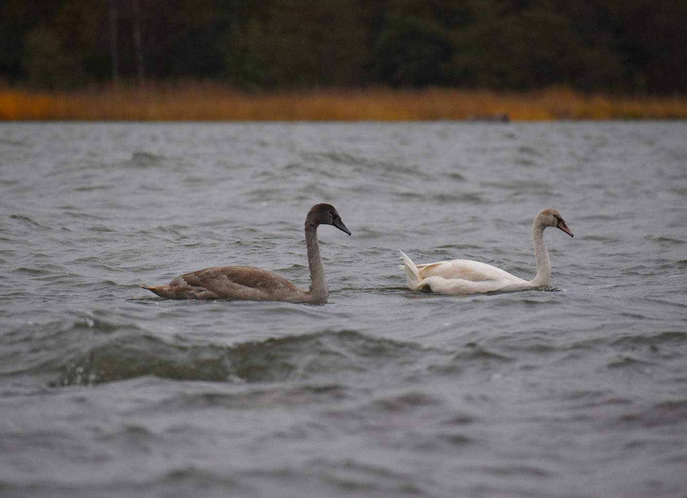 Valokuvaaja: Minna Mäkipää