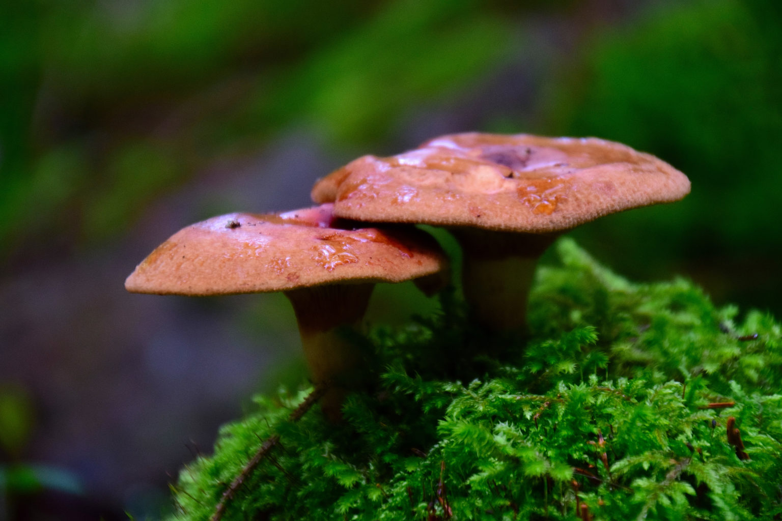 Valokuvaaja: Sulo Laitinen