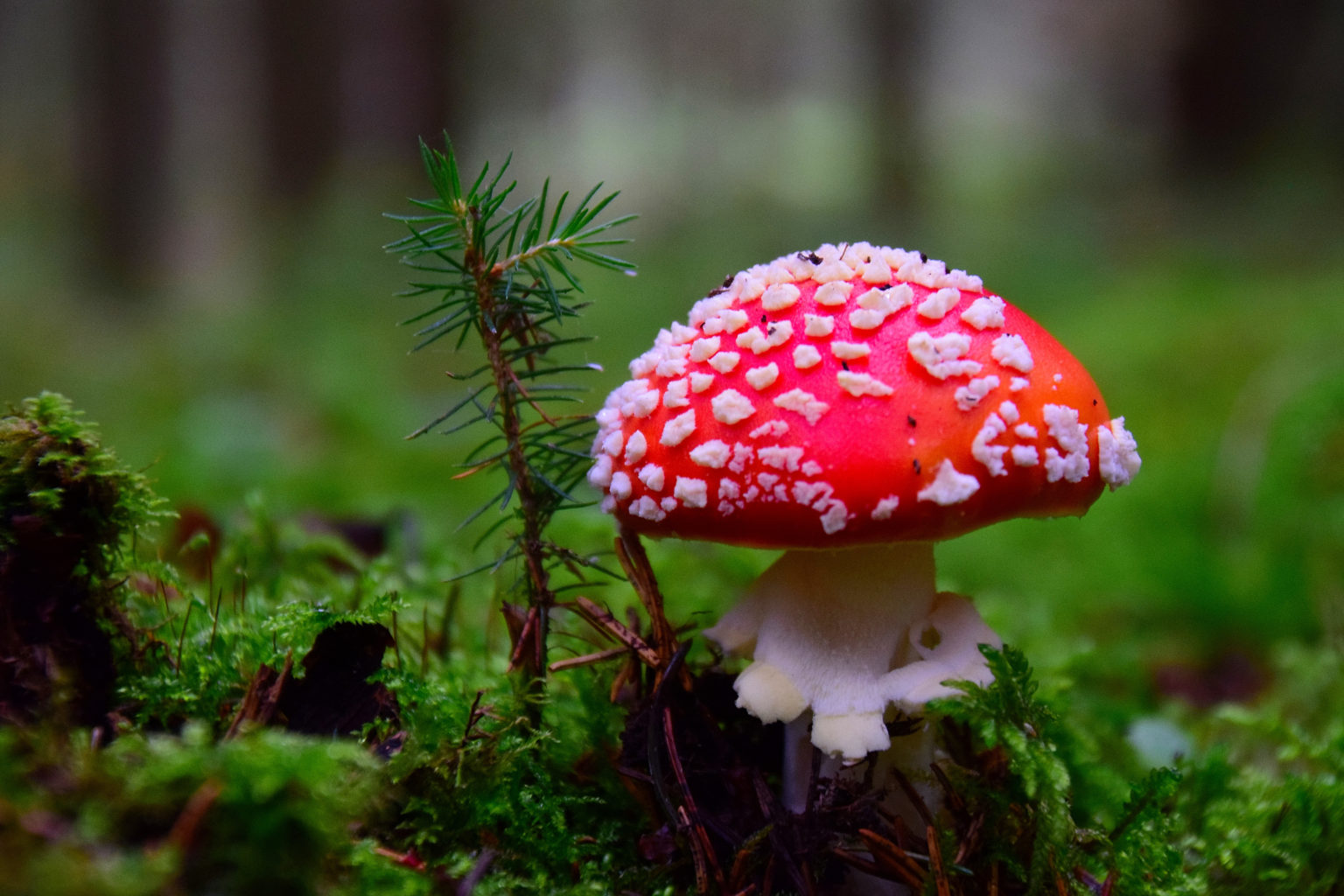 Valokuvaaja: Sulo Laitinen