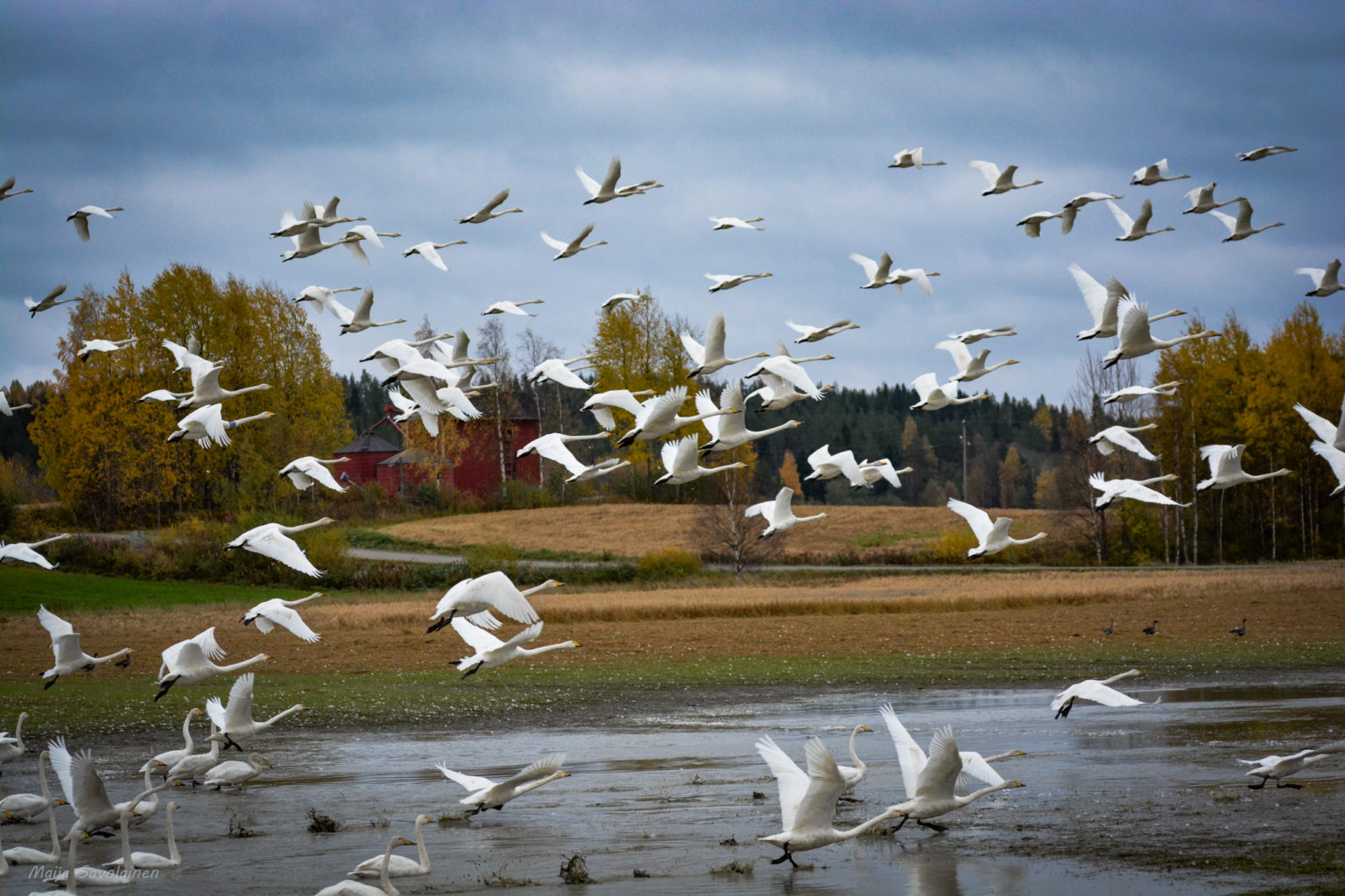 Valokuvaaja: MAIJA SAVOLAINEN