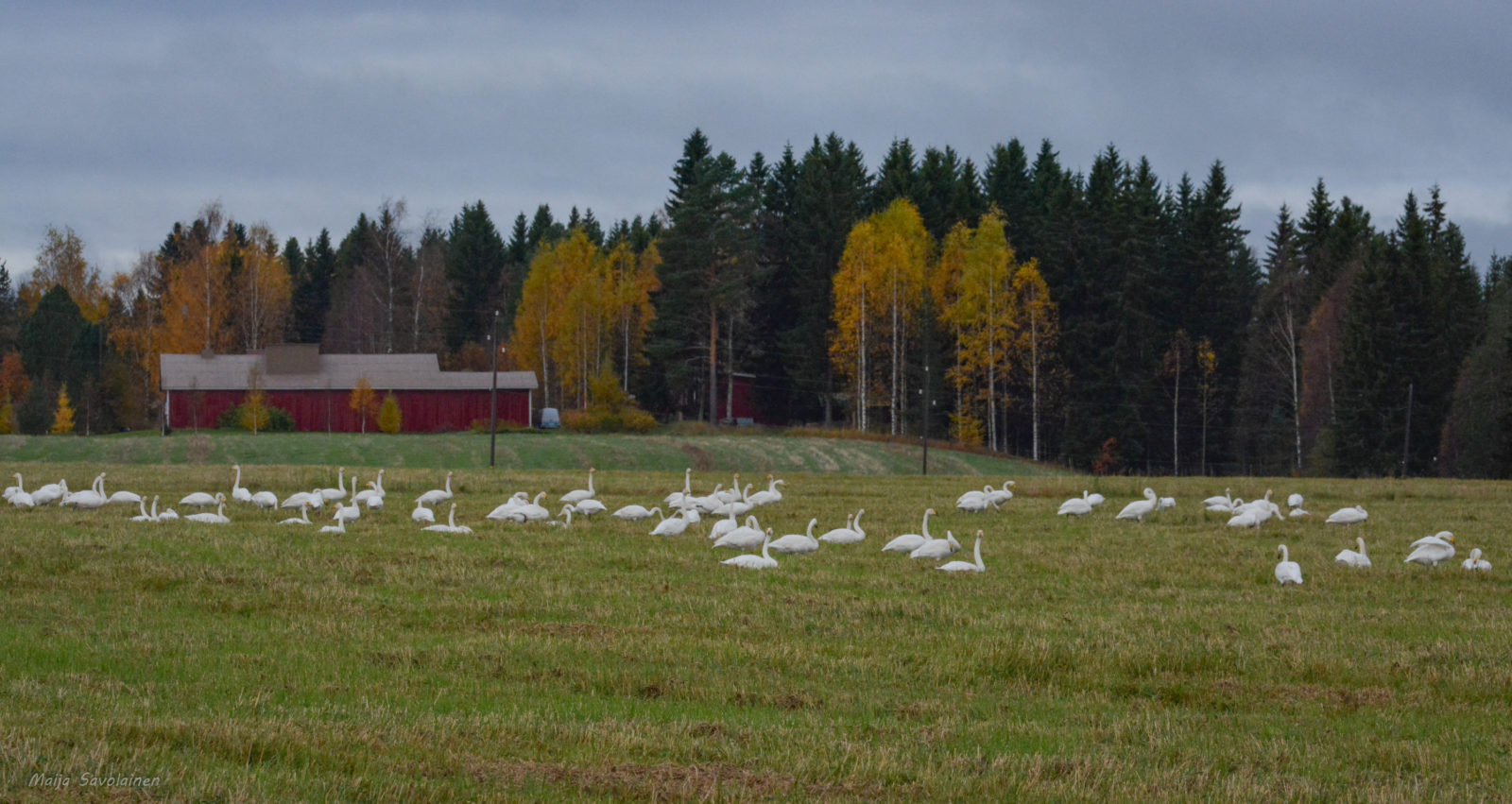 Valokuvaaja: MAIJA SAVOLAINEN Valokuvaaja: MAIJA SAVOLAINEN