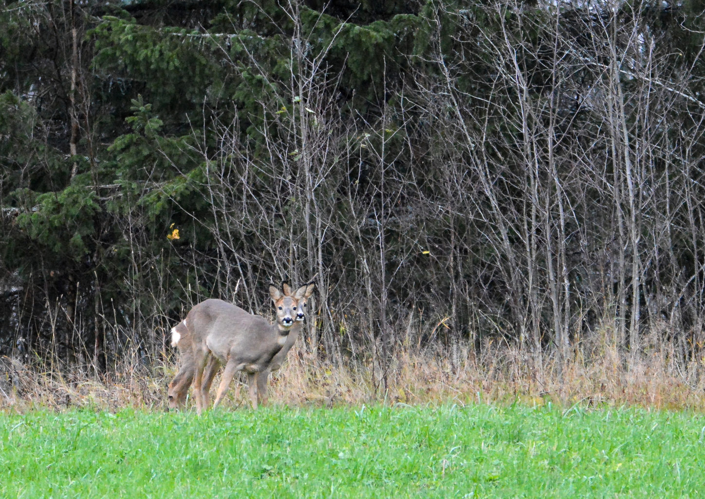 Valokuvaaja: MAIJA SAVOLAINEN Valokuvaaja: MAIJA SAVOLAINEN