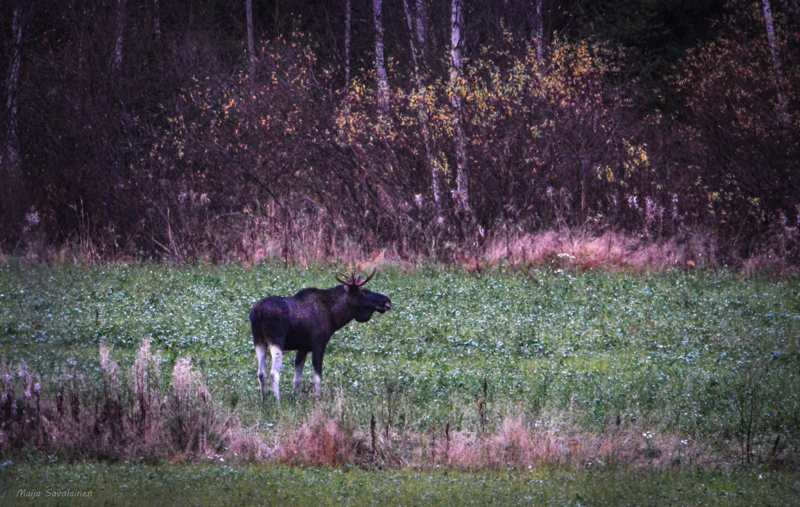 Valokuvaaja: MAIJA SAVOLAINEN