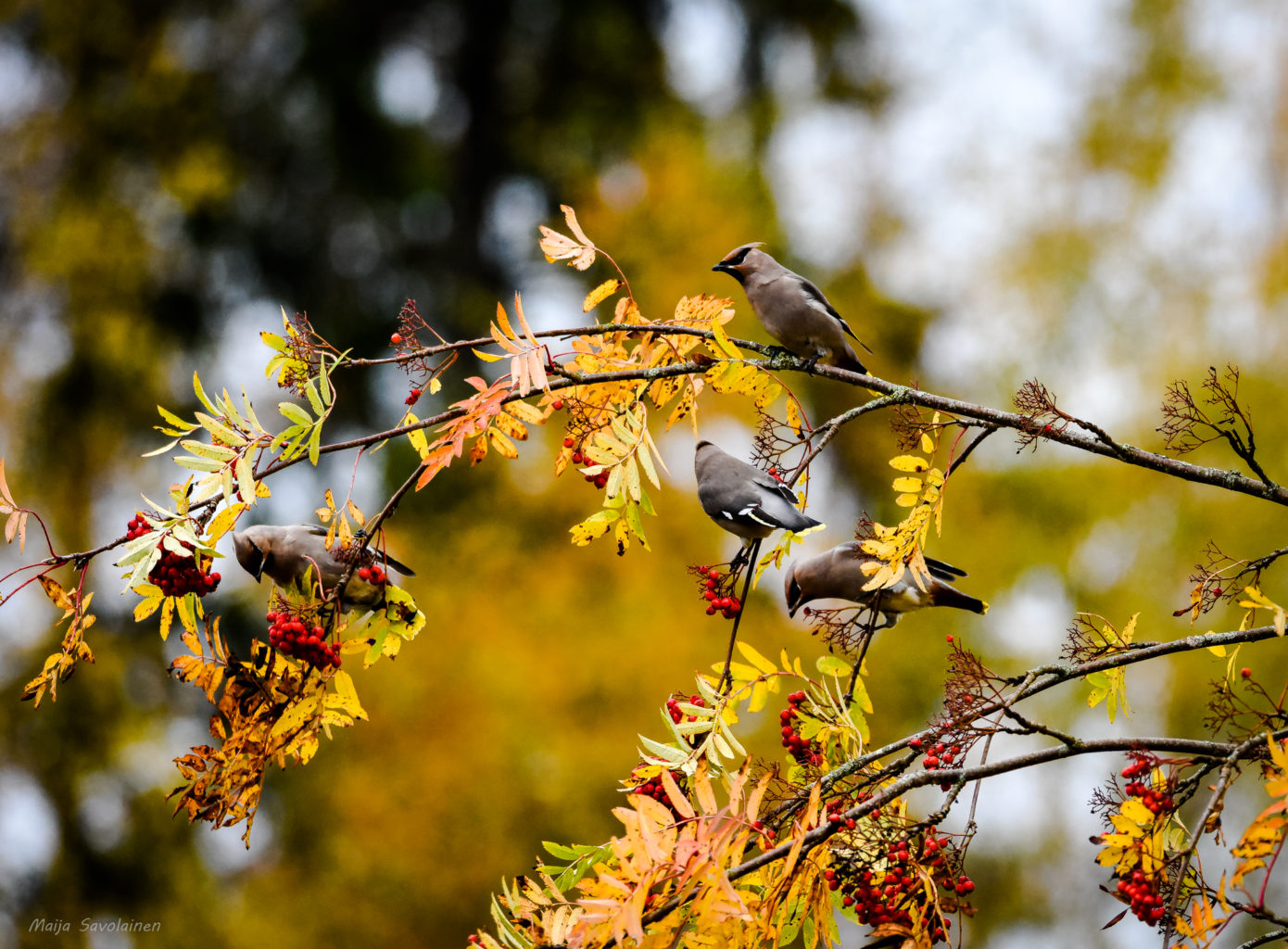 Valokuvaaja: MAIJA SAVOLAINEN