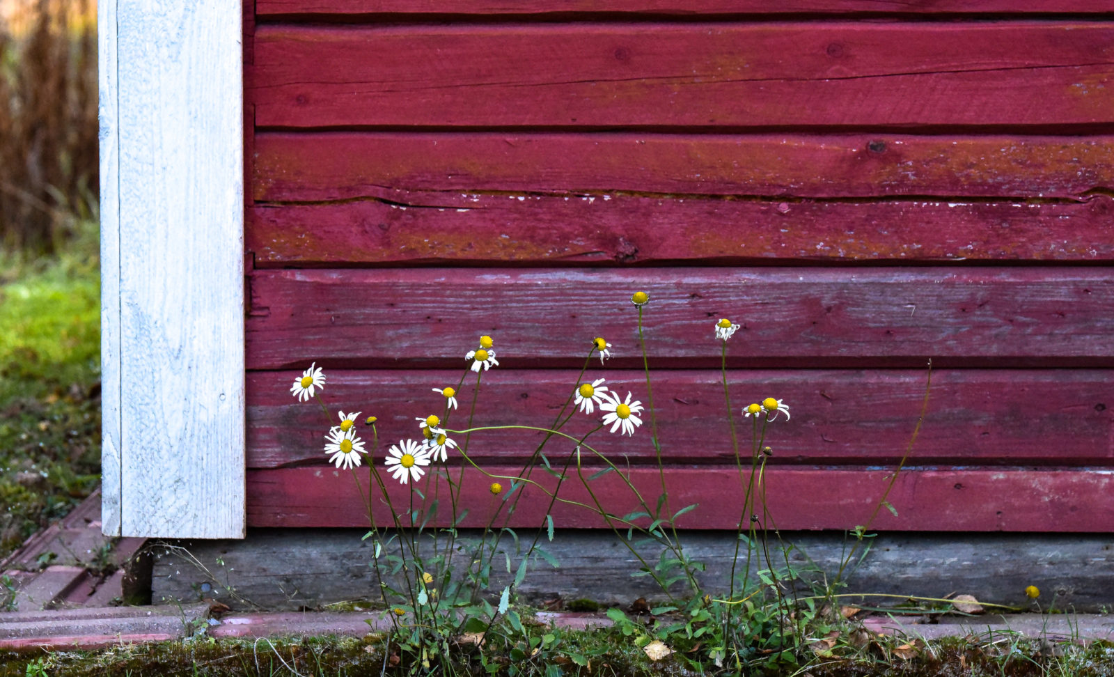 Valokuvaaja: MAIJA SAVOLAINEN