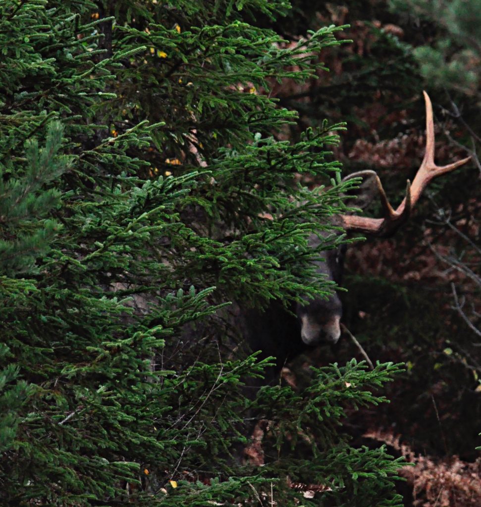 Valokuvaaja: Jenni merilä