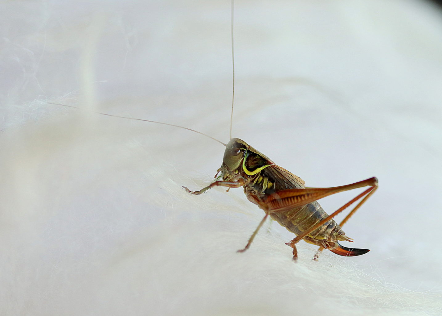 Valokuvaaja: Sirpa Jyske