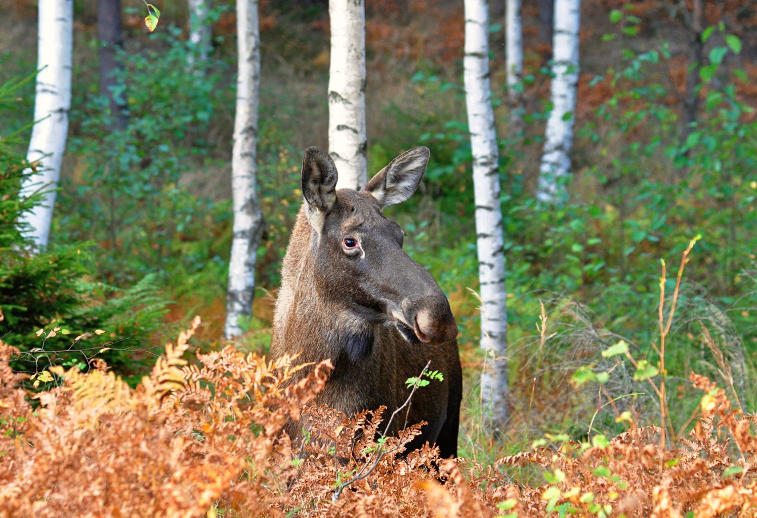 Valokuvaaja: Jenni Merilä
