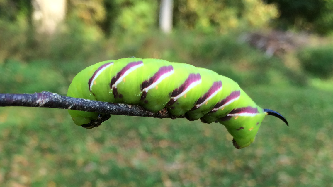 Valokuvaaja: Sabrina Nykänen