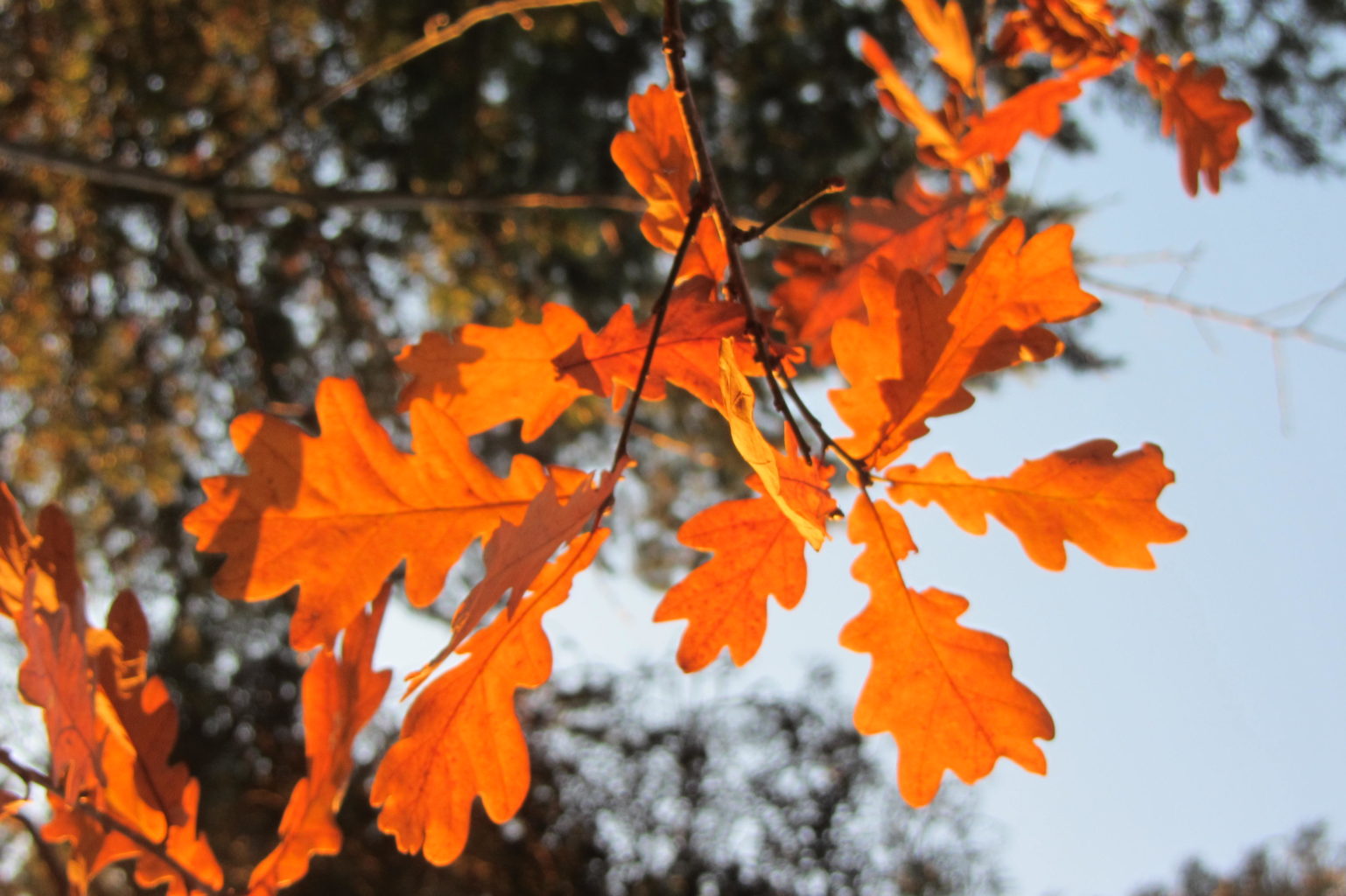 Valokuvaaja: Risto Kangassalo