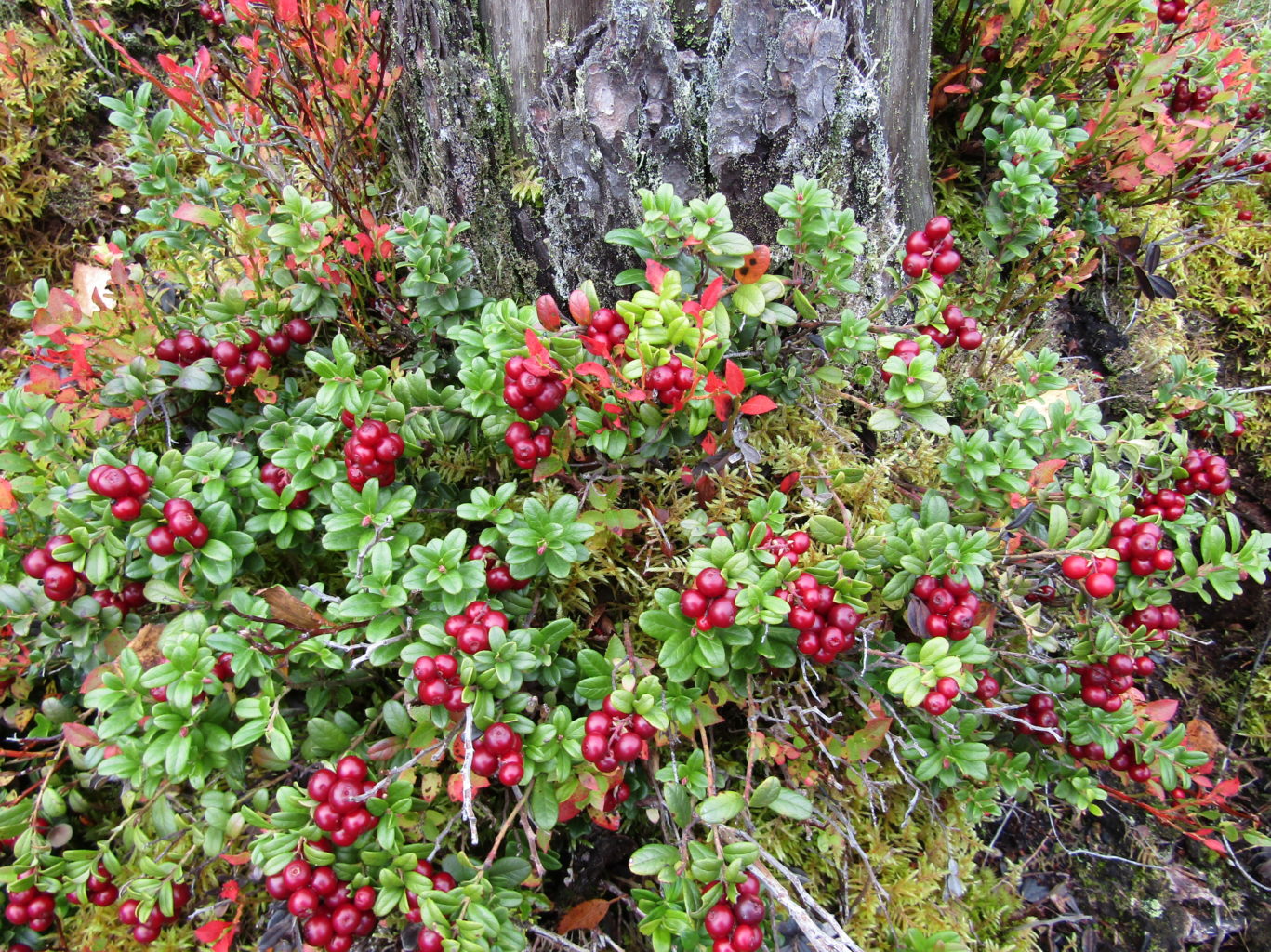Valokuvaaja: Sirkka Ruotoistenmäki