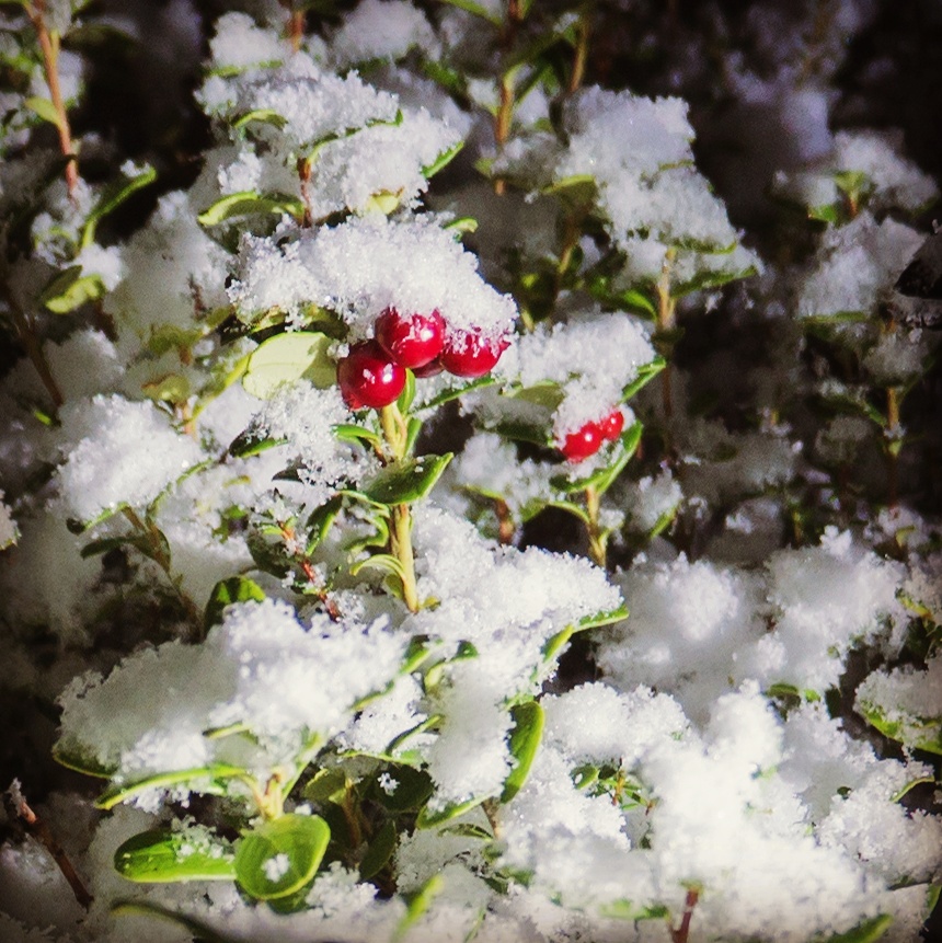 Valokuvaaja: Sannamari Blinnikka-Tyrväinen