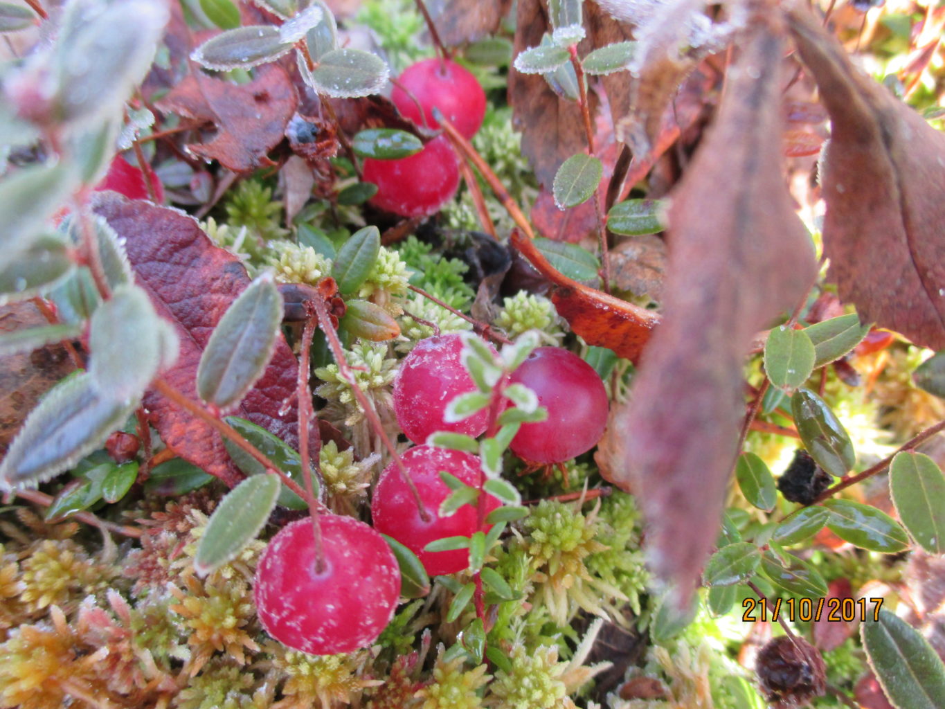 Valokuvaaja: yrjo lukkari