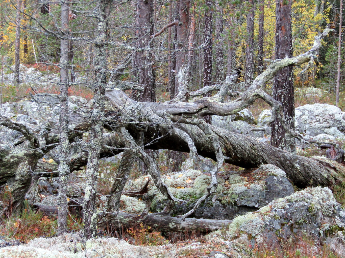 Valokuvaaja: Sirkka Ruotoistenmäki