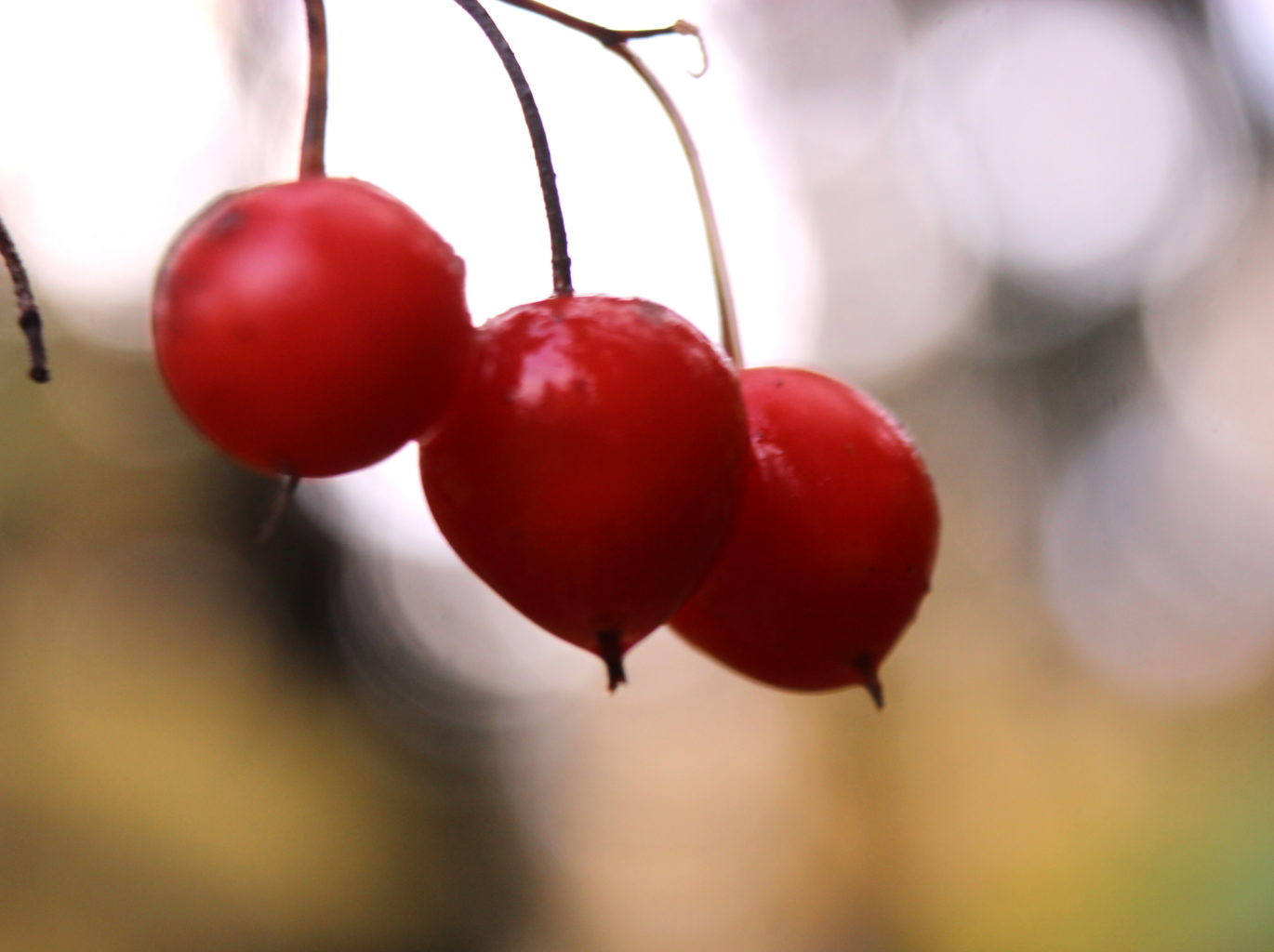 Valokuvaaja: Irja Lehtinen