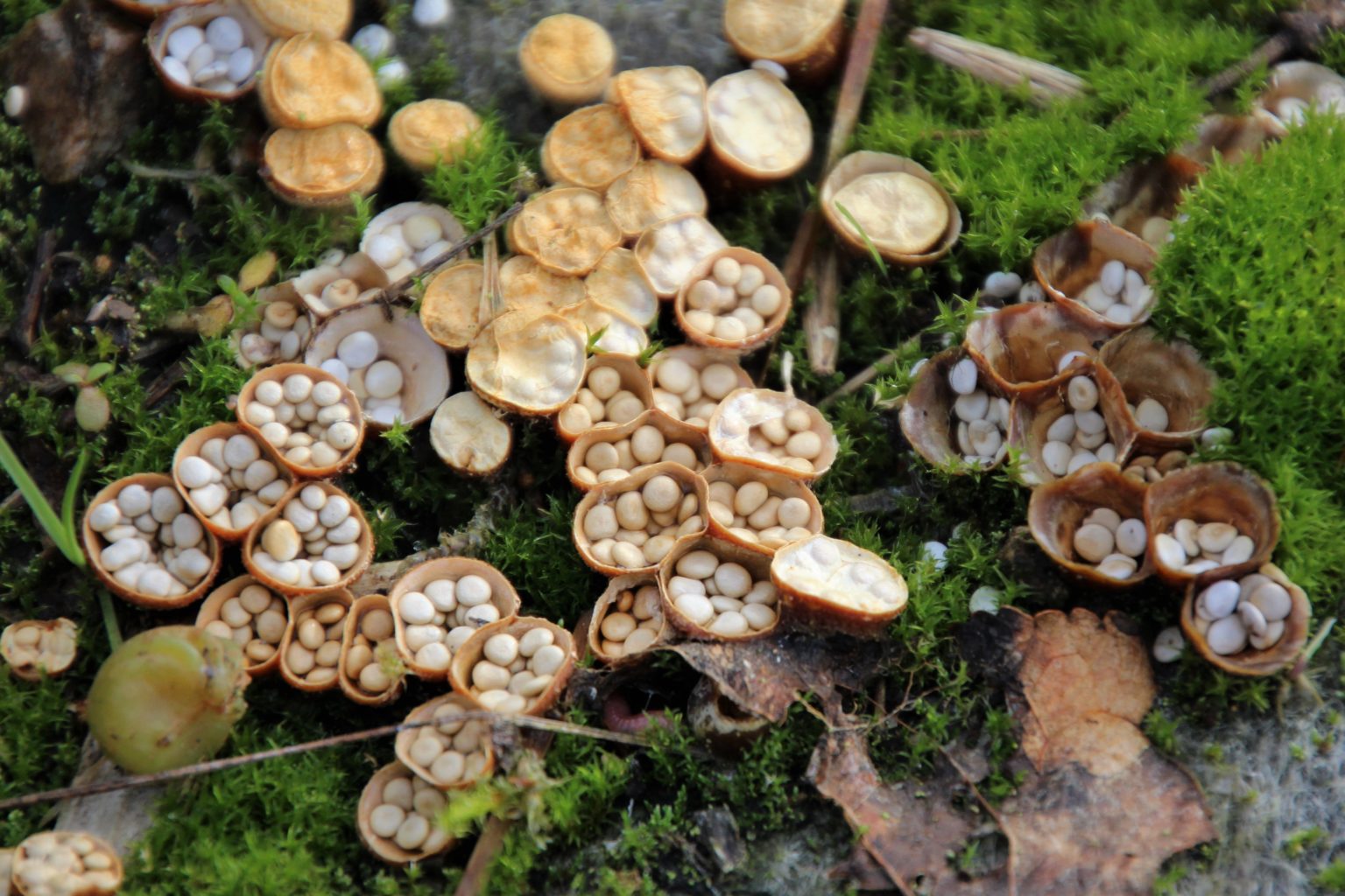 Valokuvaaja: Tiina Laihanen