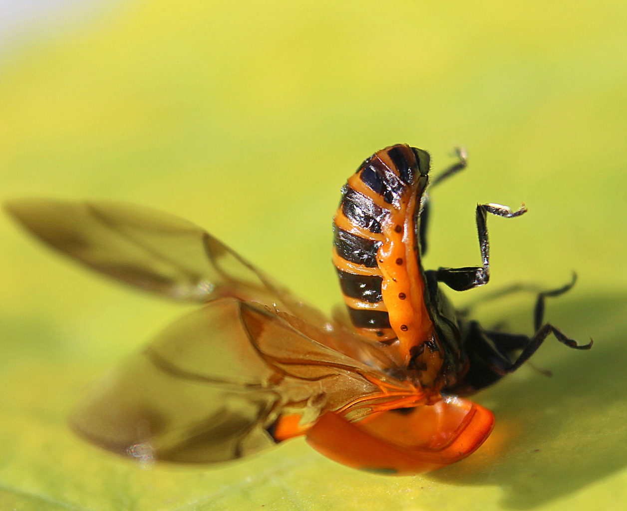 Valokuvaaja: Irja Lehtinen