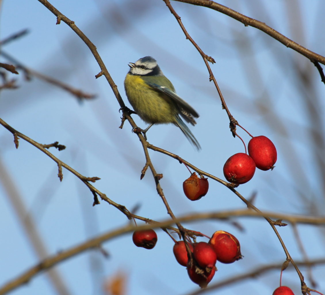 Valokuvaaja: Irja Lehtinen