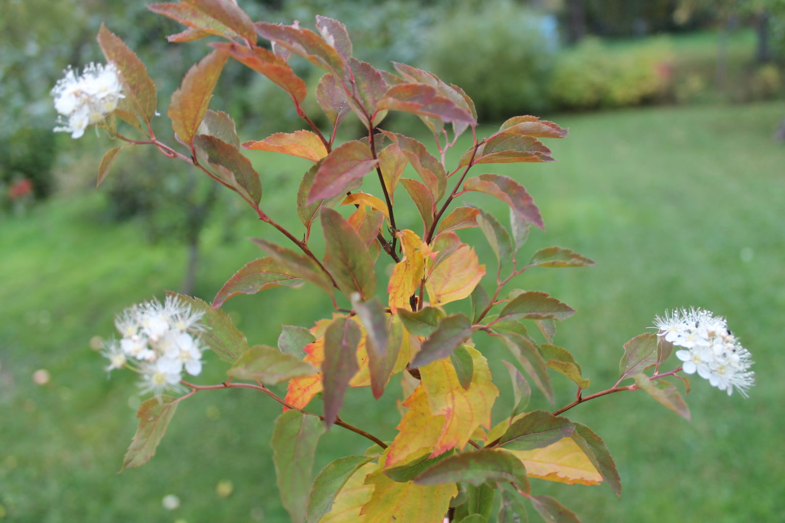 Valokuvaaja: mahla matti