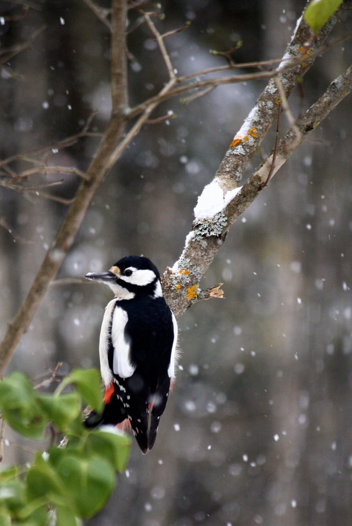 Valokuvaaja: Marjo Kaisko