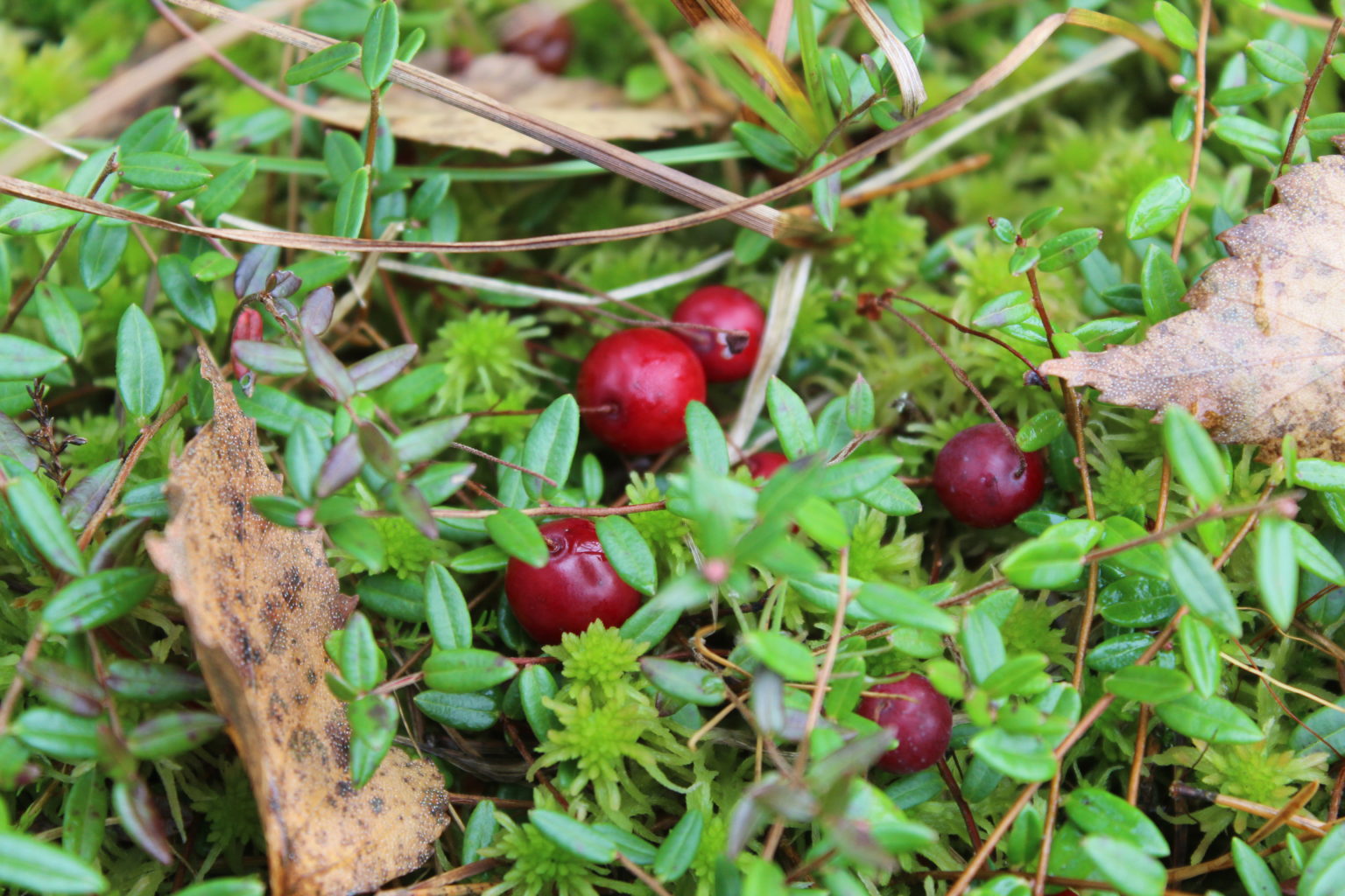 Valokuvaaja: Kirsi-Marja Joenpolvi