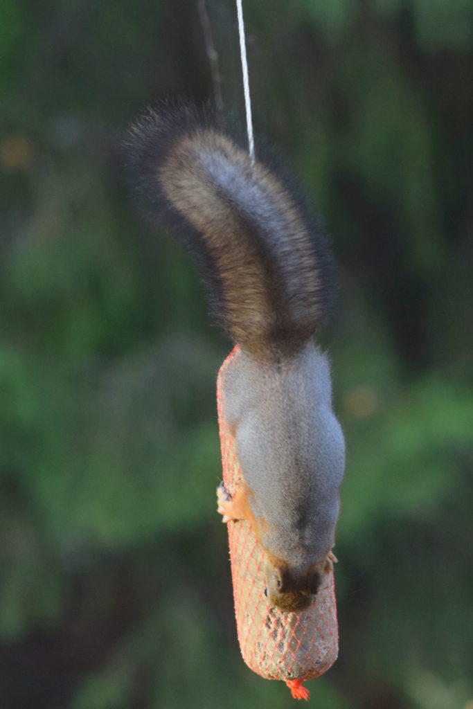 Valokuvaaja: Kaarlo Asikainen