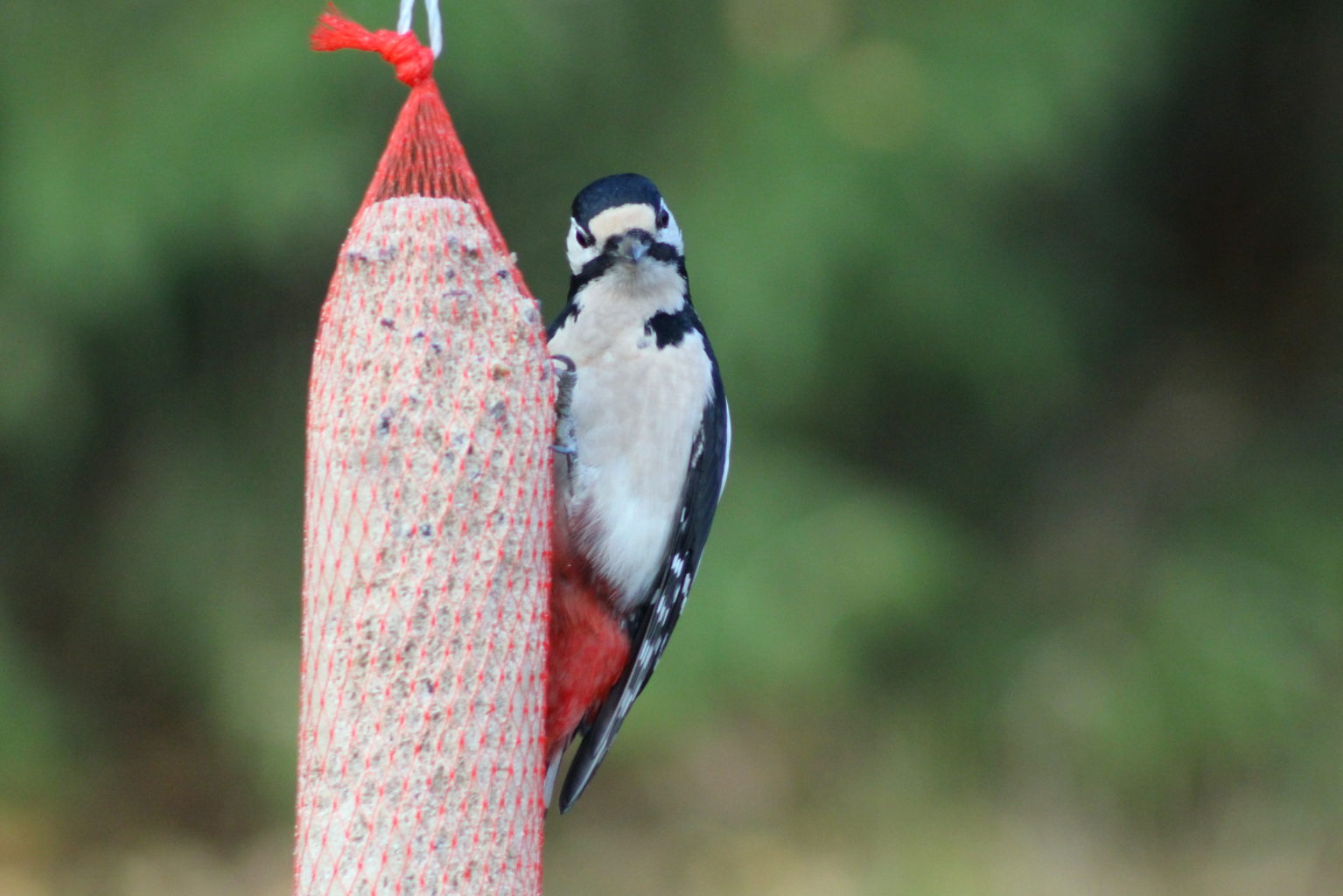 Valokuvaaja: Kaarlo Asikainen