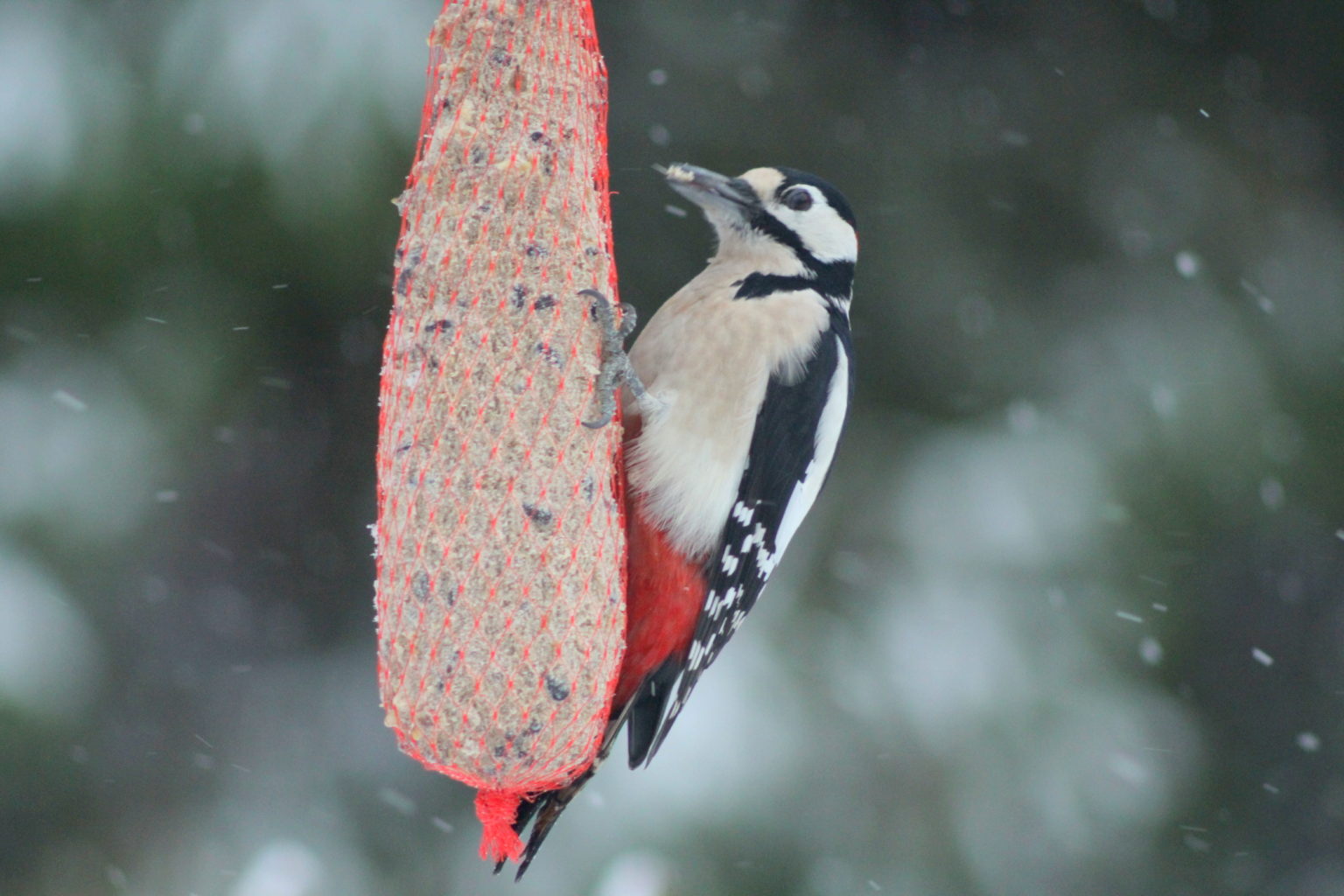 Valokuvaaja: Kaarlo Asikainen