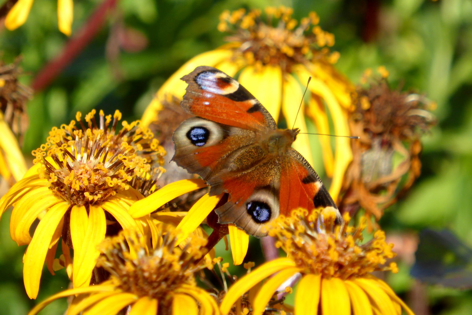 Valokuvaaja: Kaarlo Asikainen