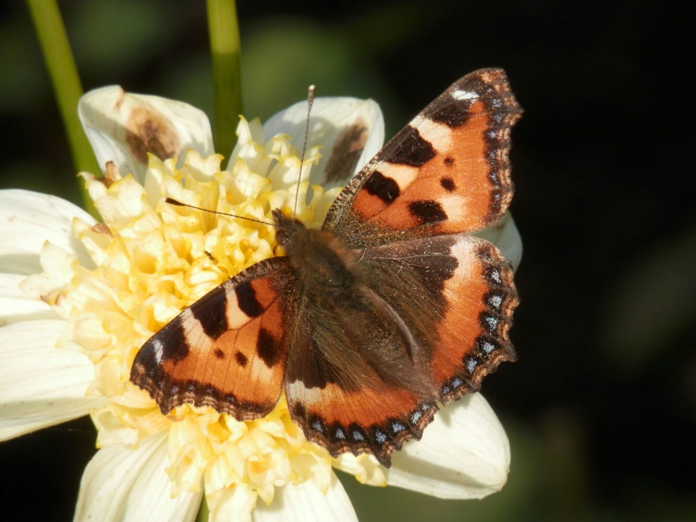 Valokuvaaja: Tarja Lehtovirta