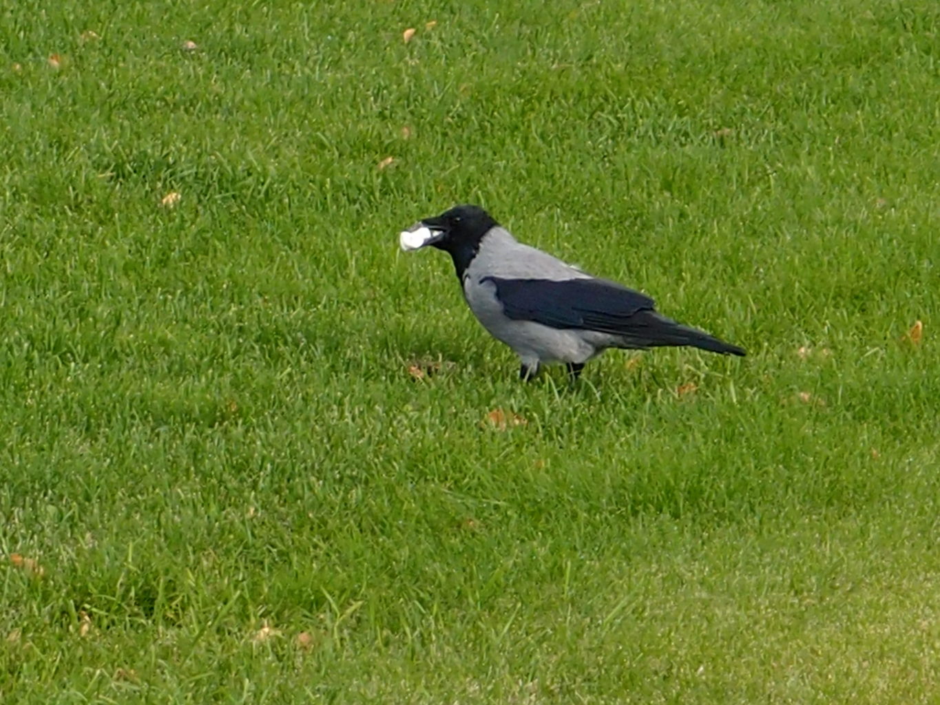 Valokuvaaja: Risto Kangassalo Valokuvaaja: Risto Kangassalo