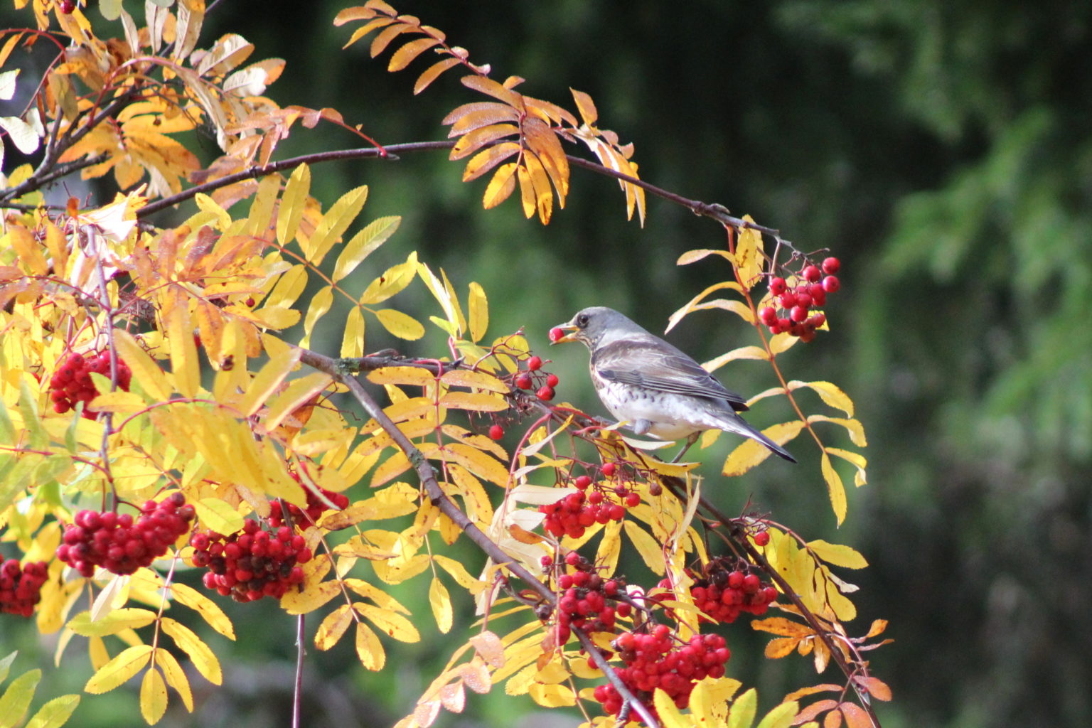 Valokuvaaja: Kalle Asikainen Valokuvaaja: Kalle Asikainen
