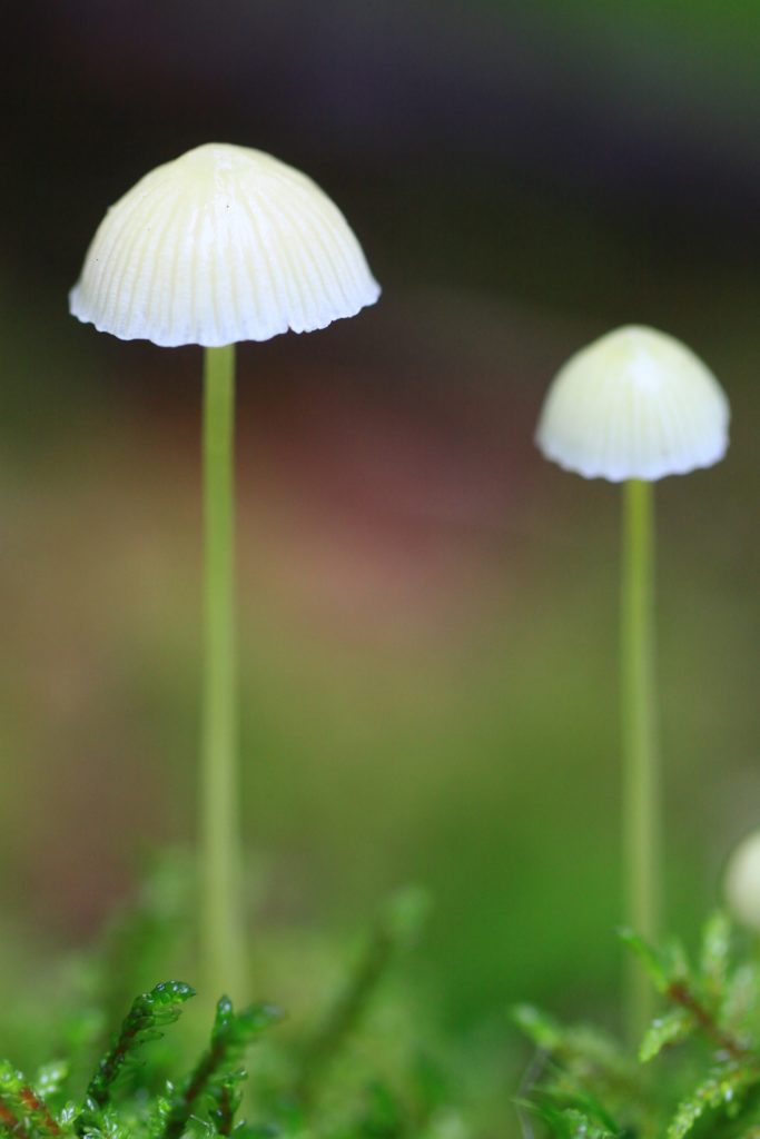 Valokuvaaja: Berndt Hannelius Valokuvaaja: Berndt Hannelius