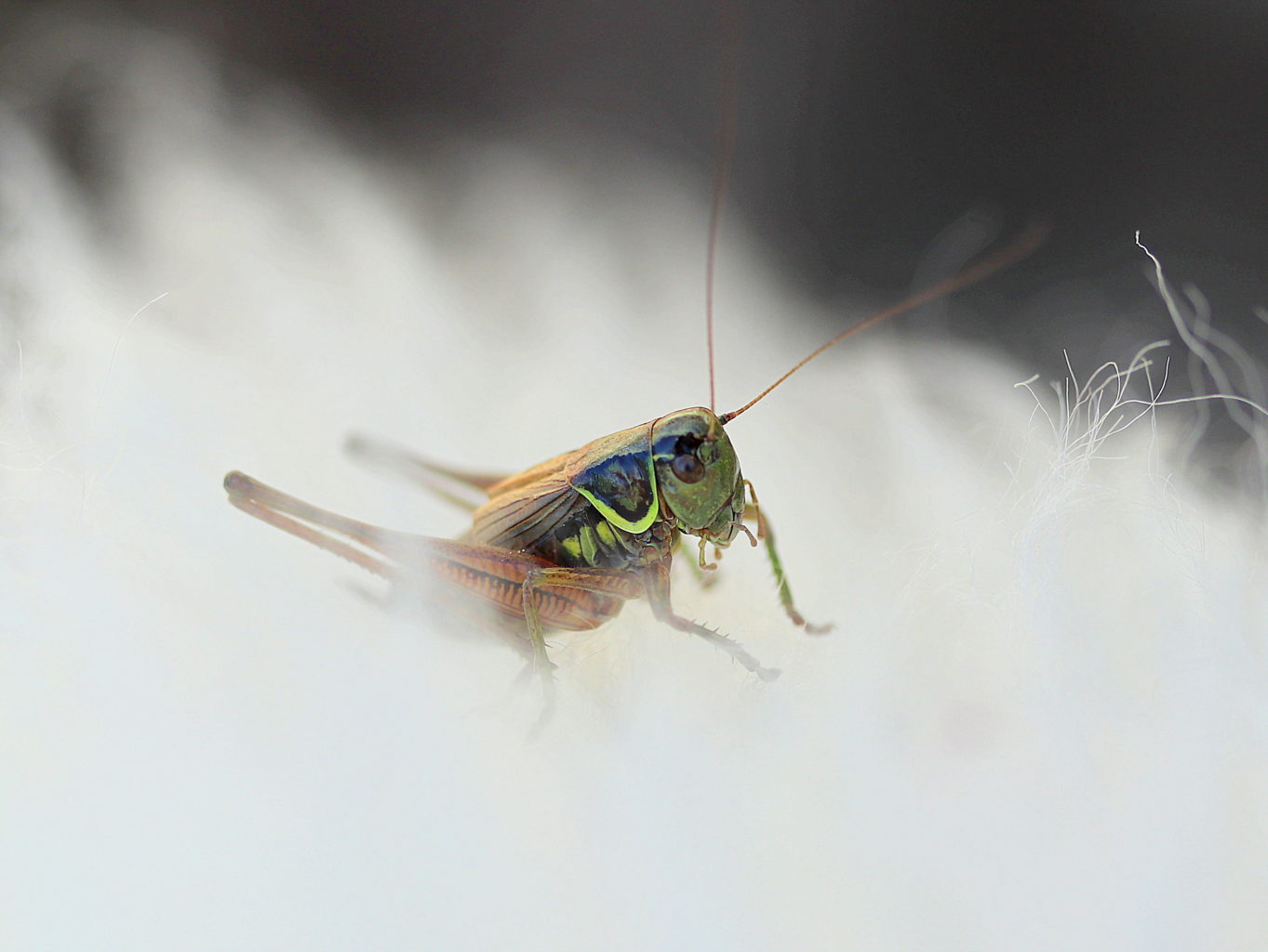 Valokuvaaja: Sirpa Jyske