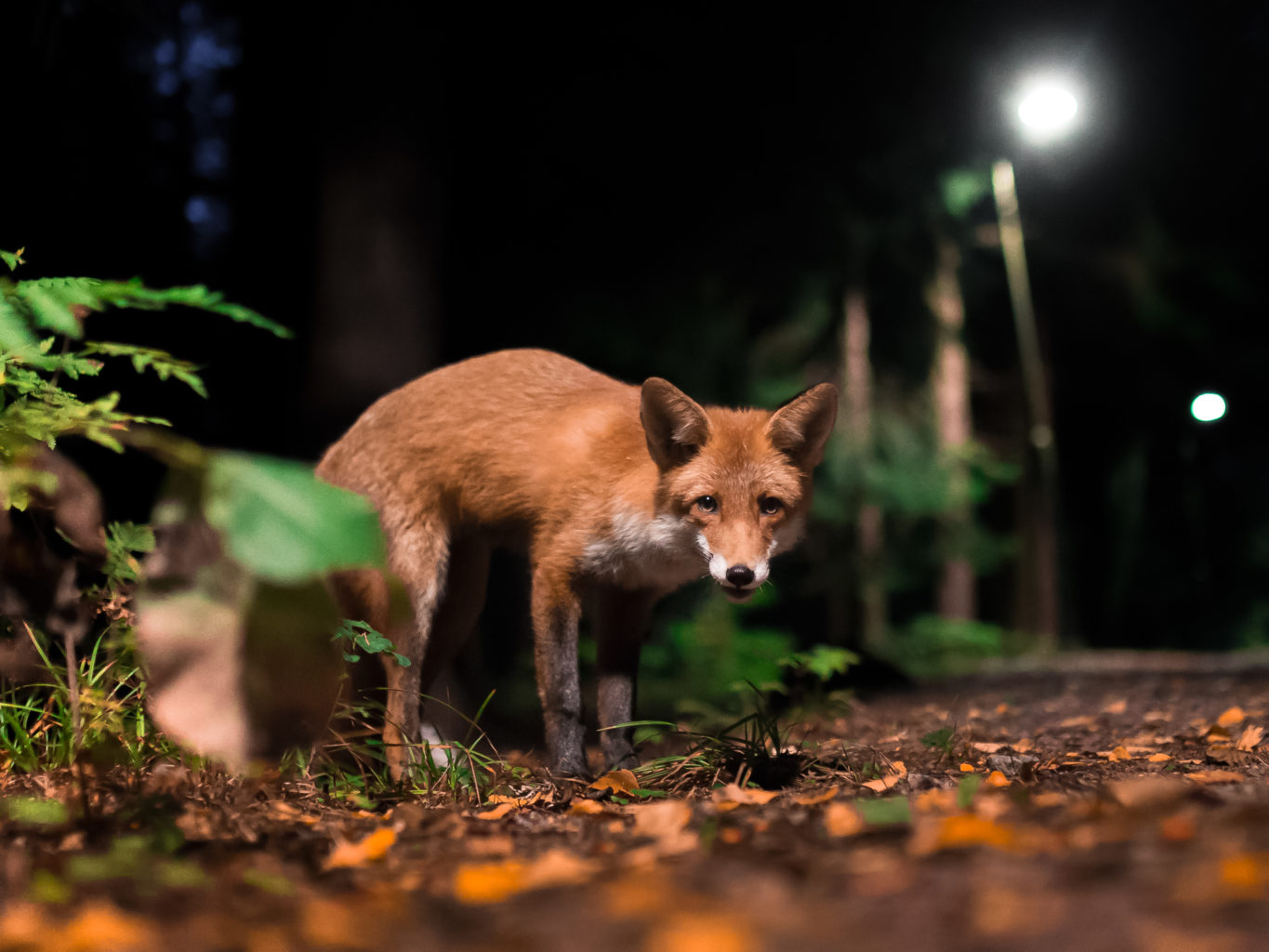 Valokuvaaja: Ossi Saarinen