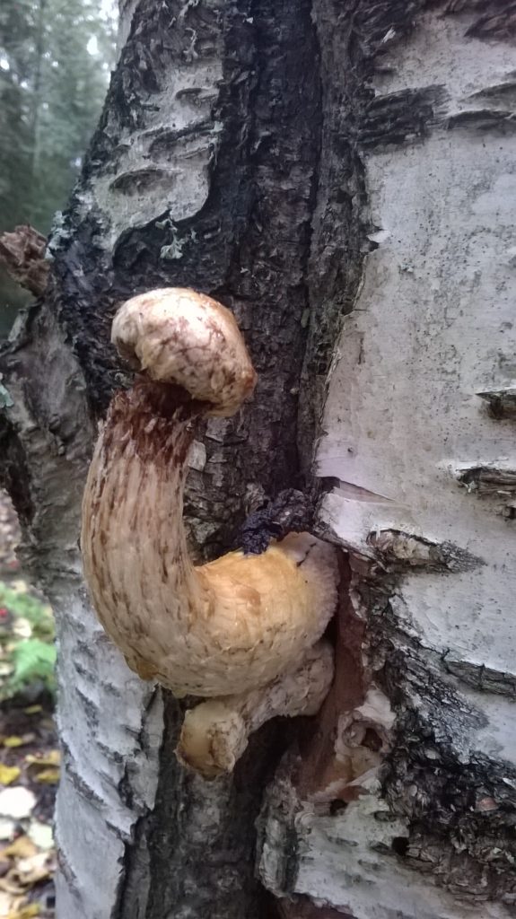 Valokuvaaja: Sisko Hokkanen