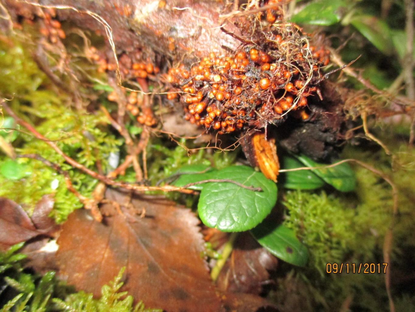 Valokuvaaja: yrjo lukkari