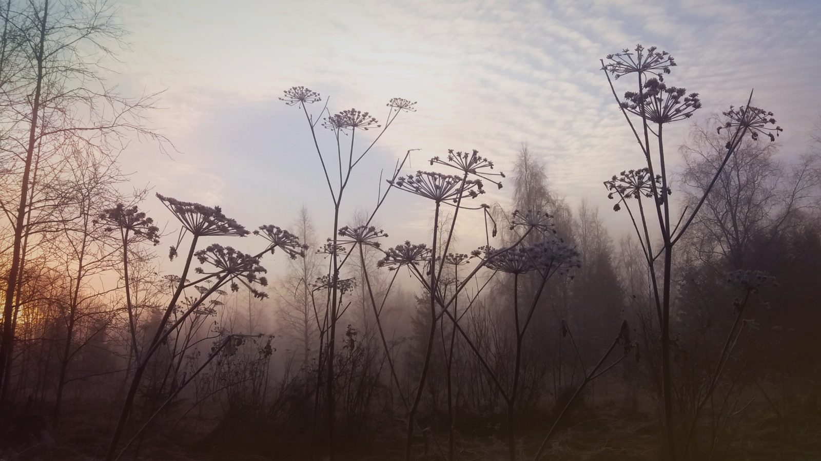 Valokuvaaja: Kaisa Tynkkynen