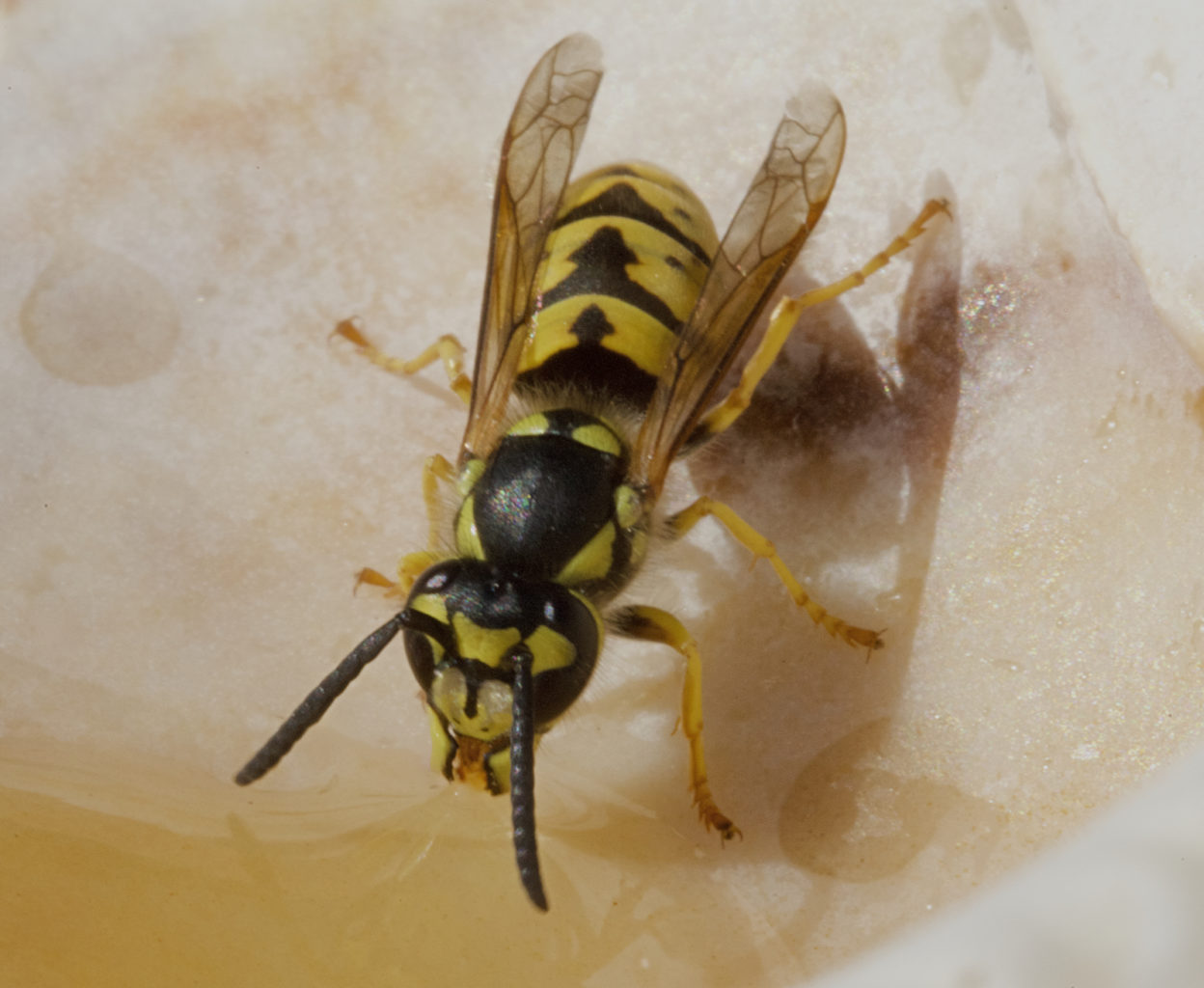 Valokuvaaja: Jarmo Sillanpää