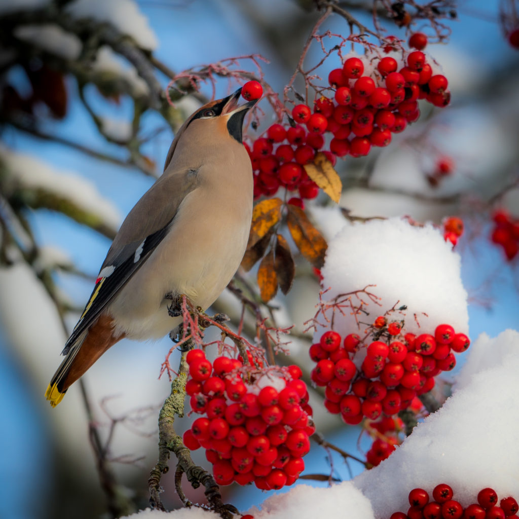 Valokuvaaja: Jukka Risikko