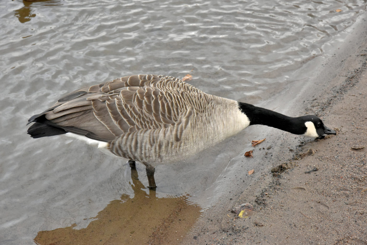Valokuvaaja: Reijo Juurinen Valokuvaaja: Reijo Juurinen