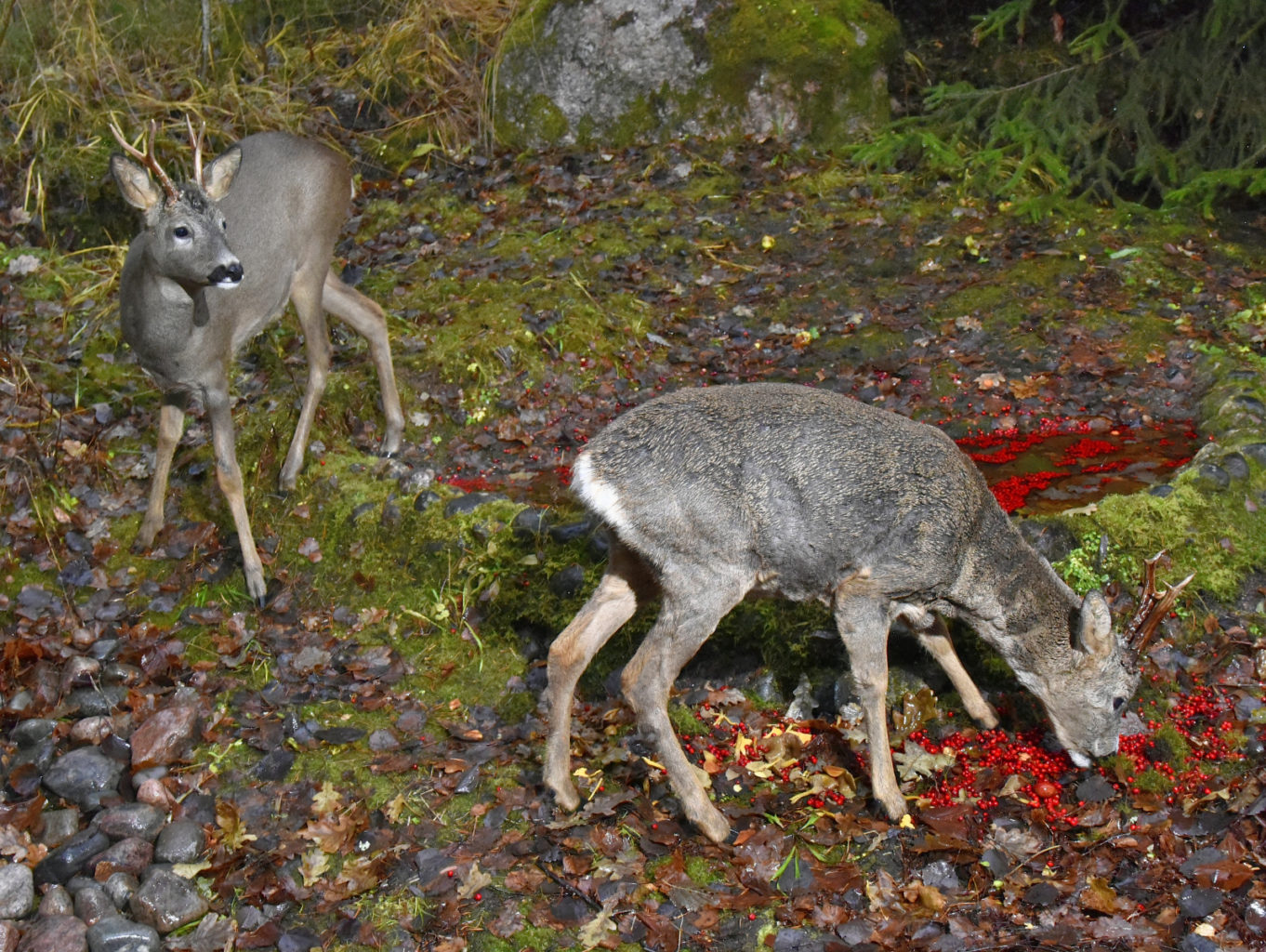 Valokuvaaja: Reijo Juurinen Valokuvaaja: Reijo Juurinen