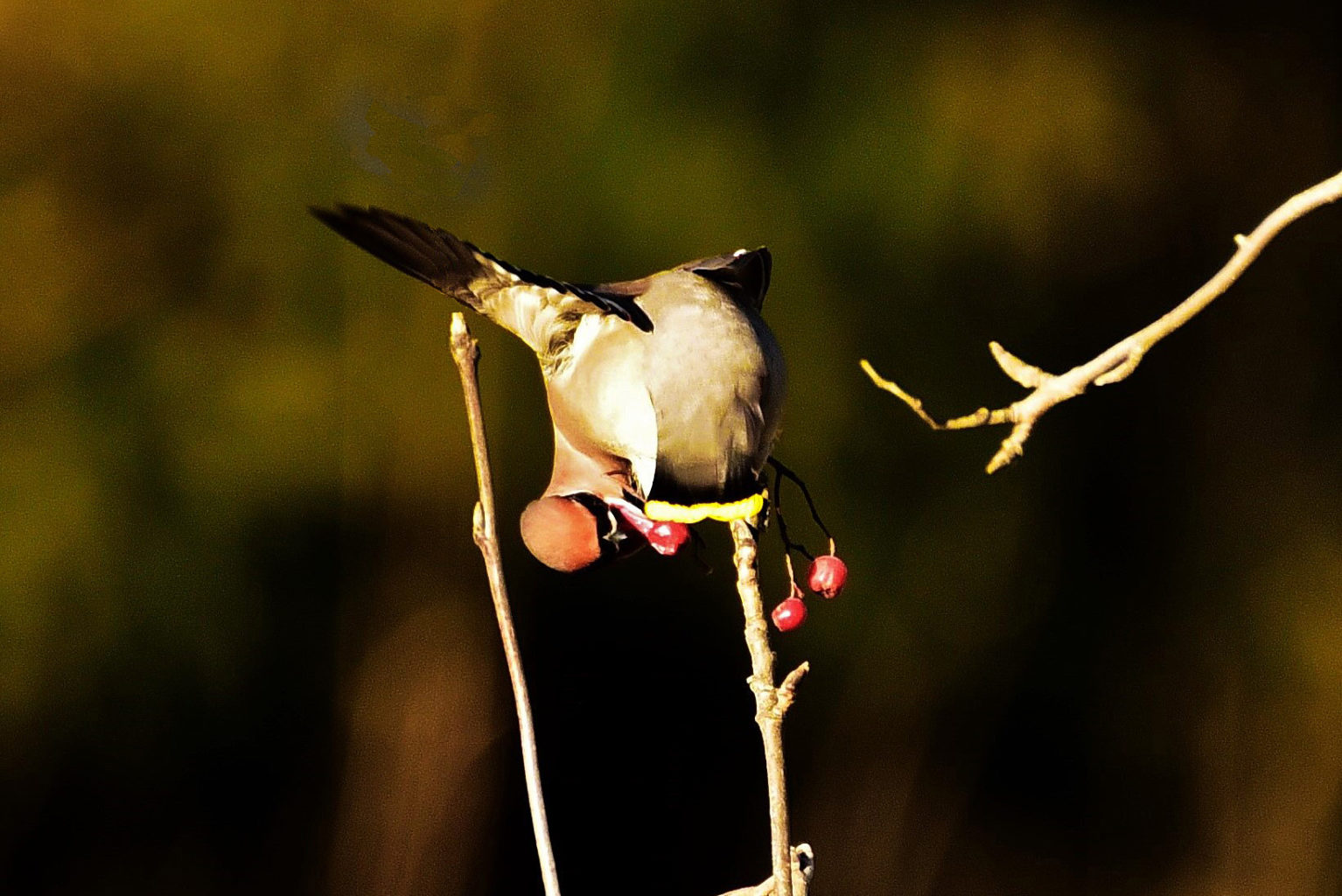 Valokuvaaja: Yvonne Okkola