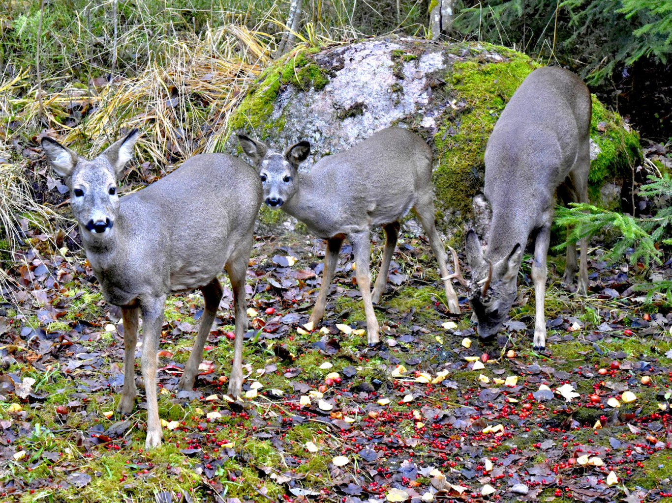 Valokuvaaja: Reijo Juurinen
