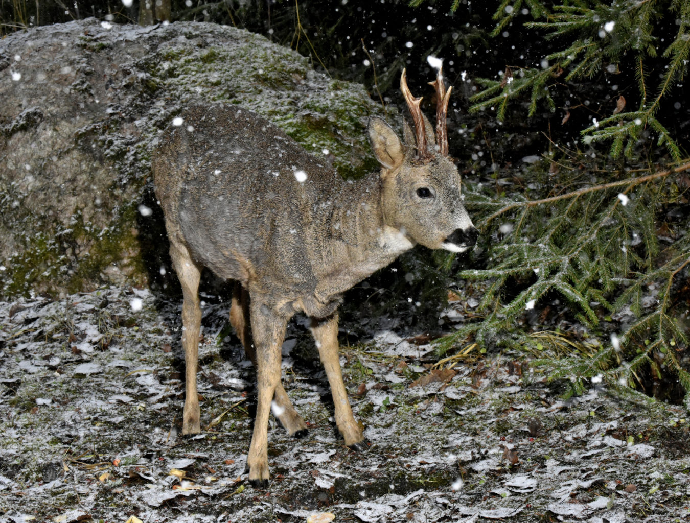 Valokuvaaja: Reijo Juurinen Valokuvaaja: Reijo Juurinen